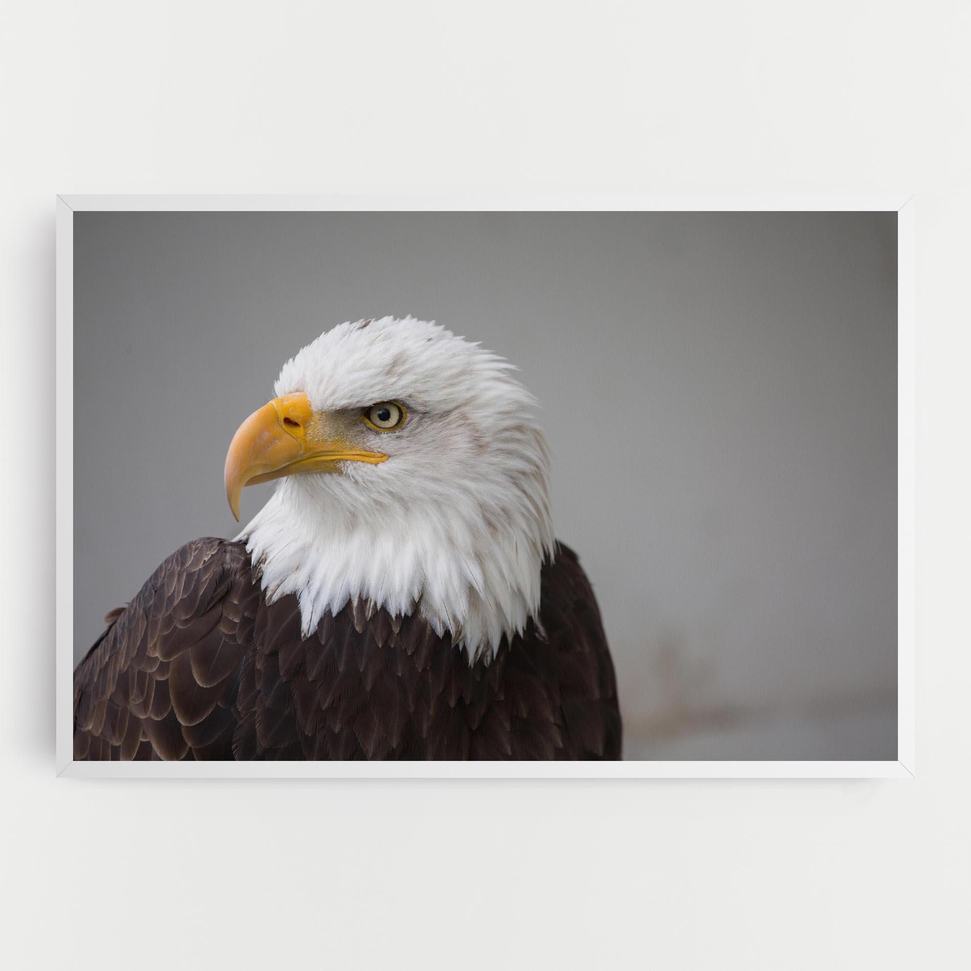 Leinwandbild Beautiful Eagle mockup 0