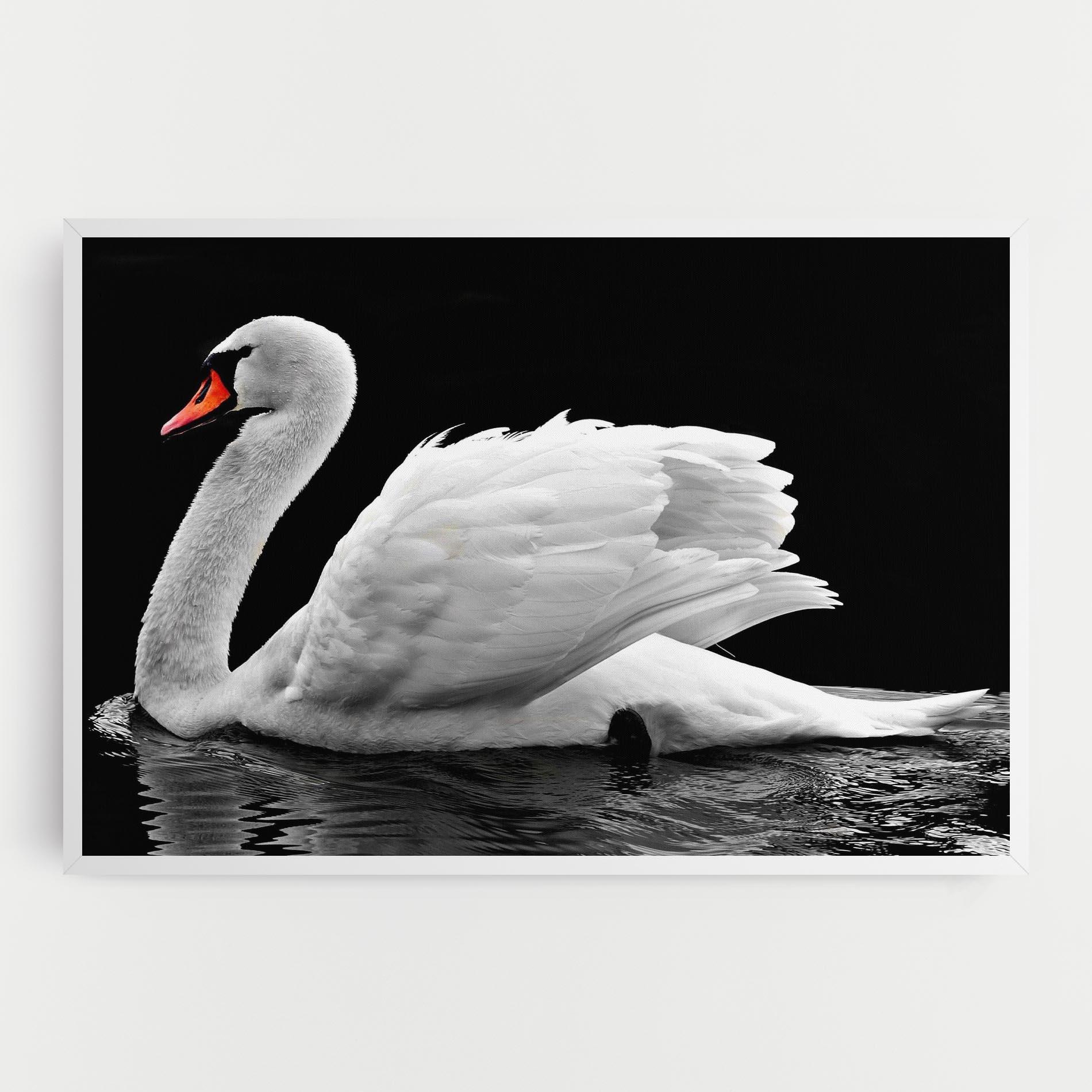 Leinwandbild Black And White Swan mockup 0