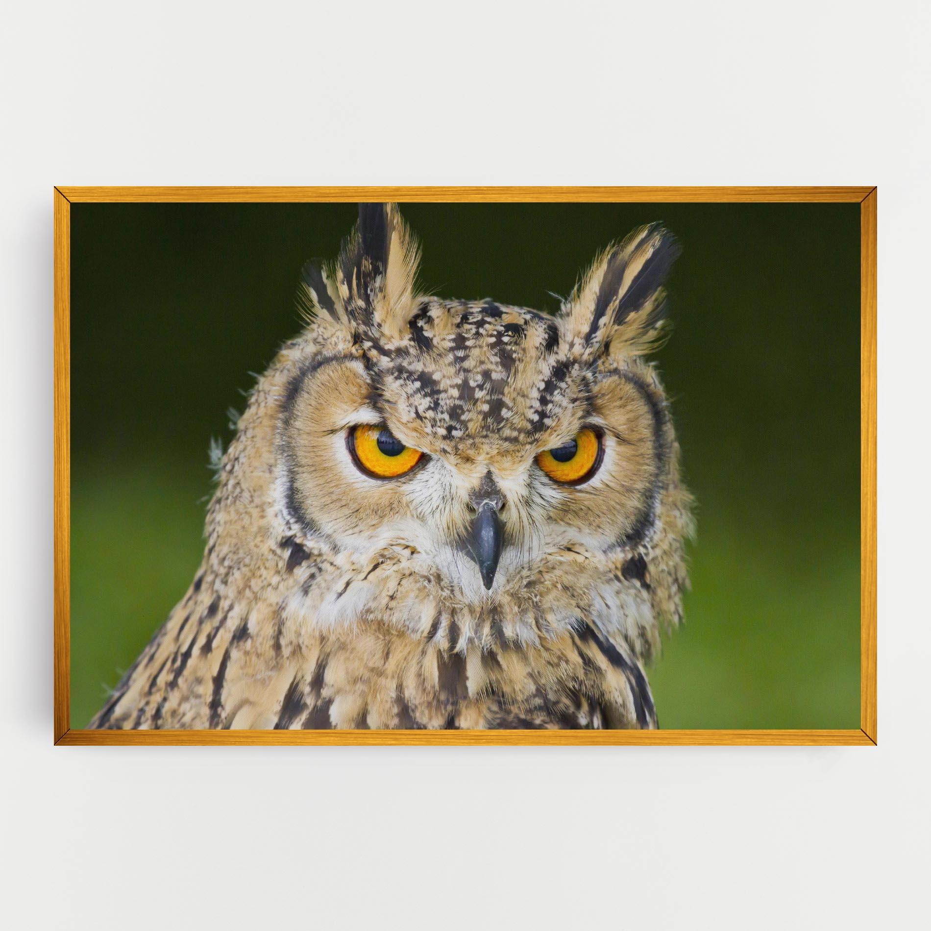Leinwandbild Angry Owl mockup 0