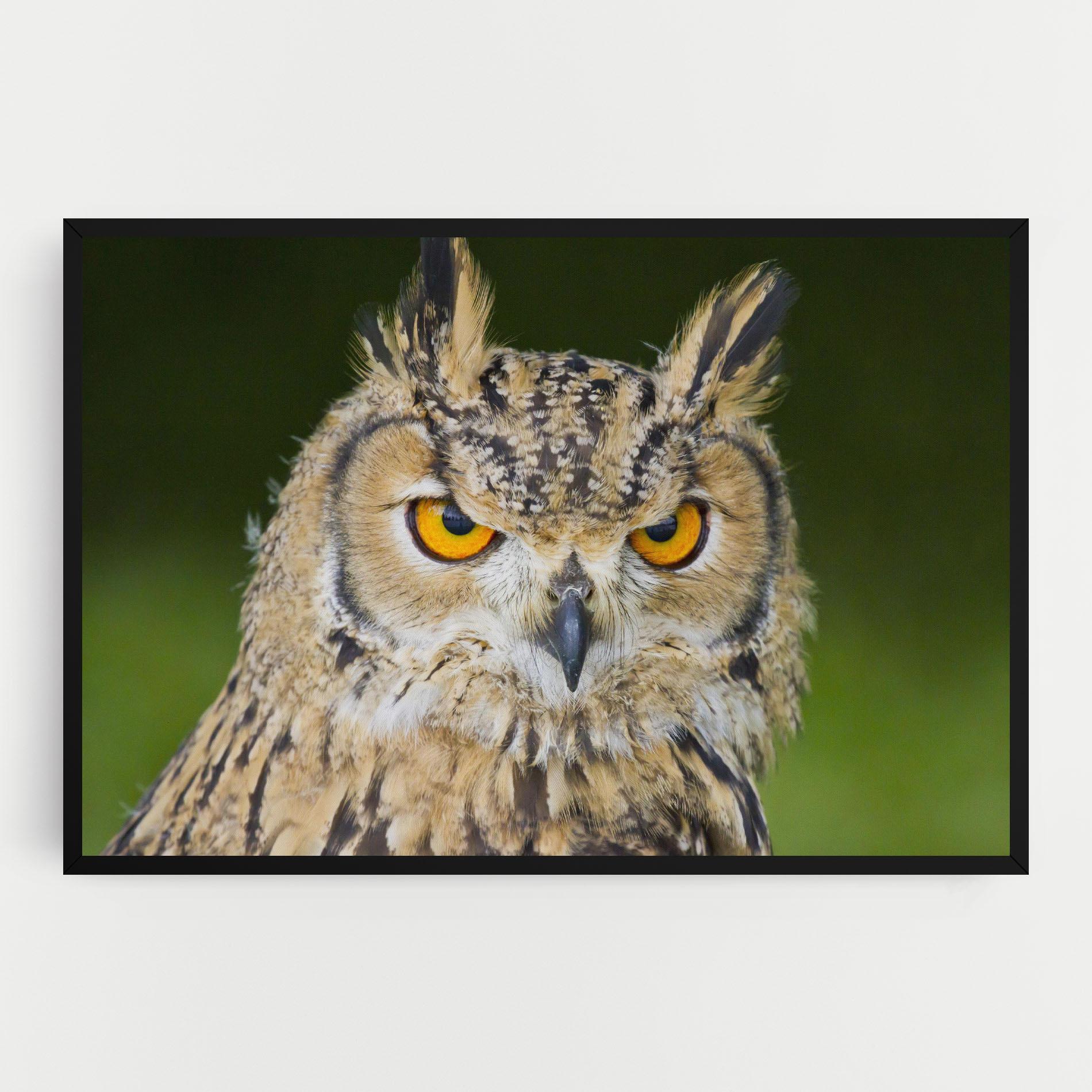 Leinwandbild Angry Owl mockup 0