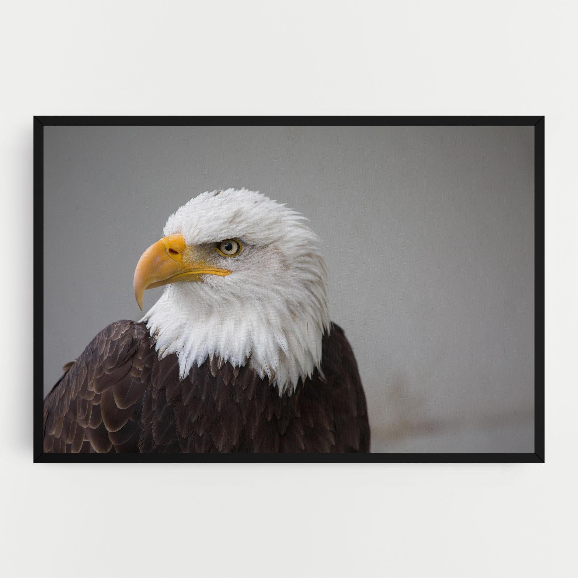 Leinwandbild Beautiful Eagle mockup 0