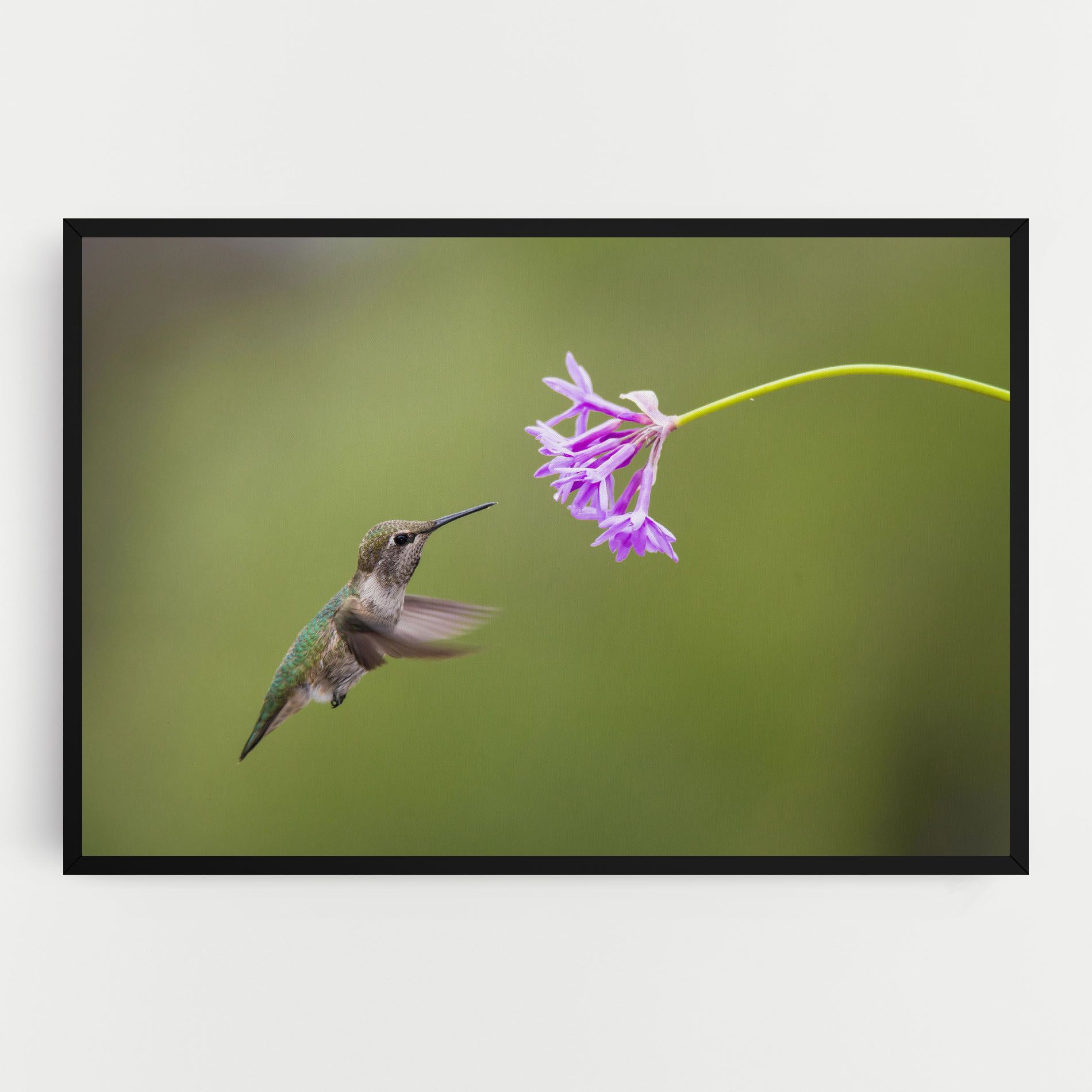 Cute Hummingbird mockup 0