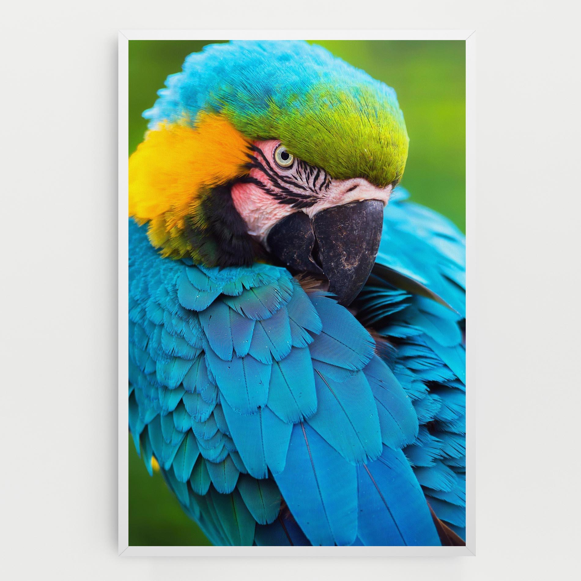 Leinwandbild Blue Parrot mockup 0