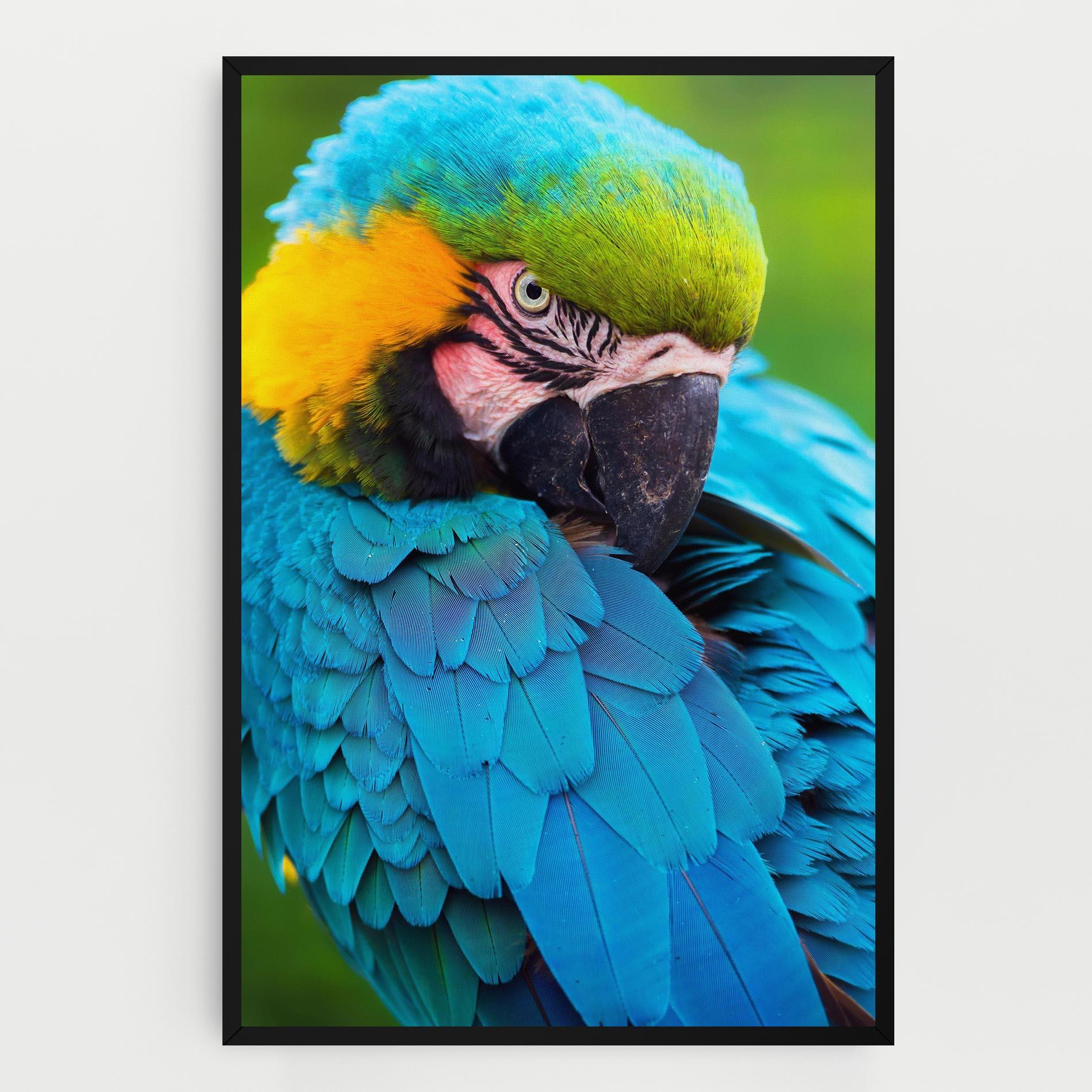 Leinwandbild Blue Parrot mockup 0