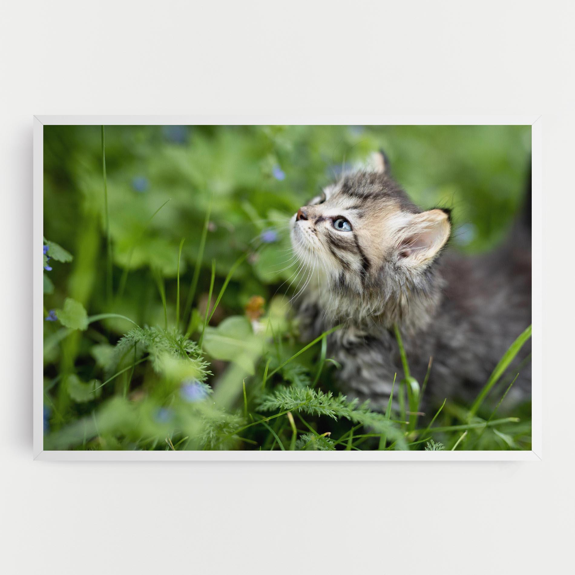 Leinwandbild Brown Baby Cat mockup 0