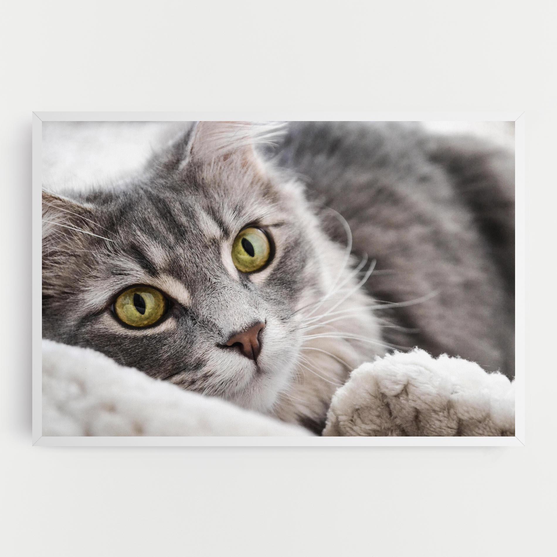 Leinwandbild Grey Fluffy Cat mockup 0