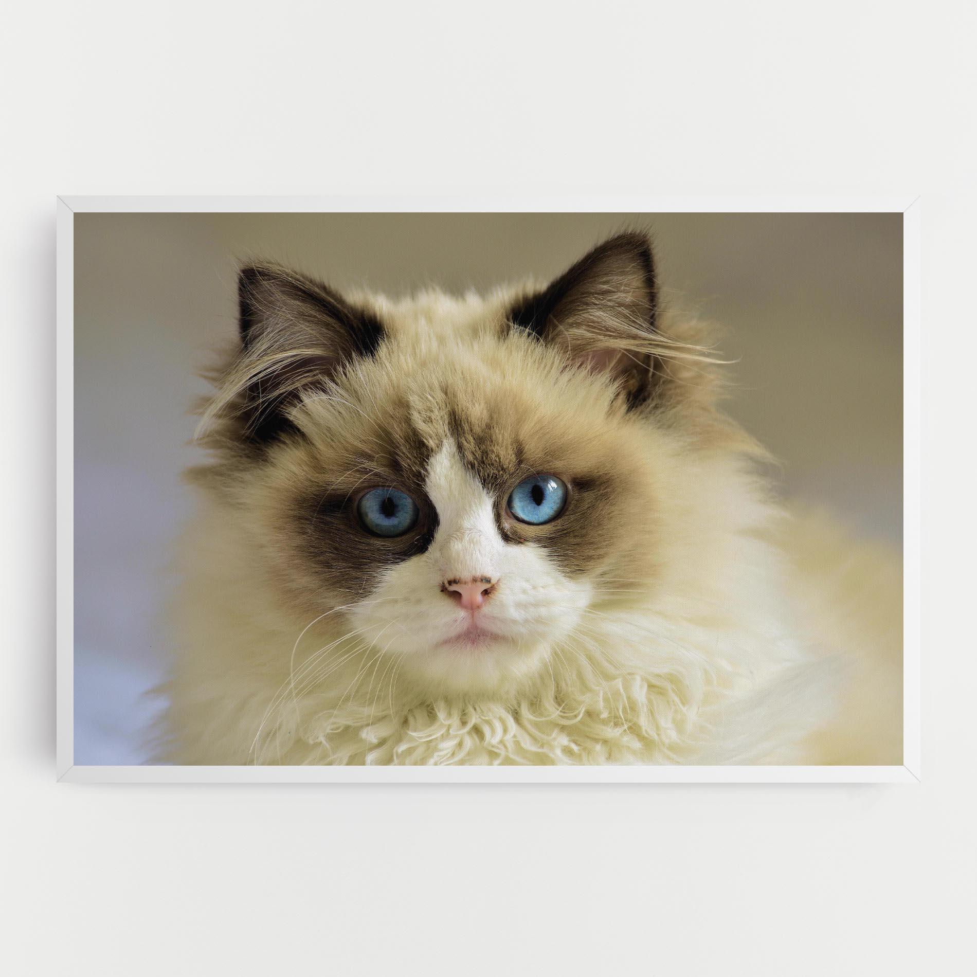 Leinwandbild Interesting Blue Eyes Cat mockup 0