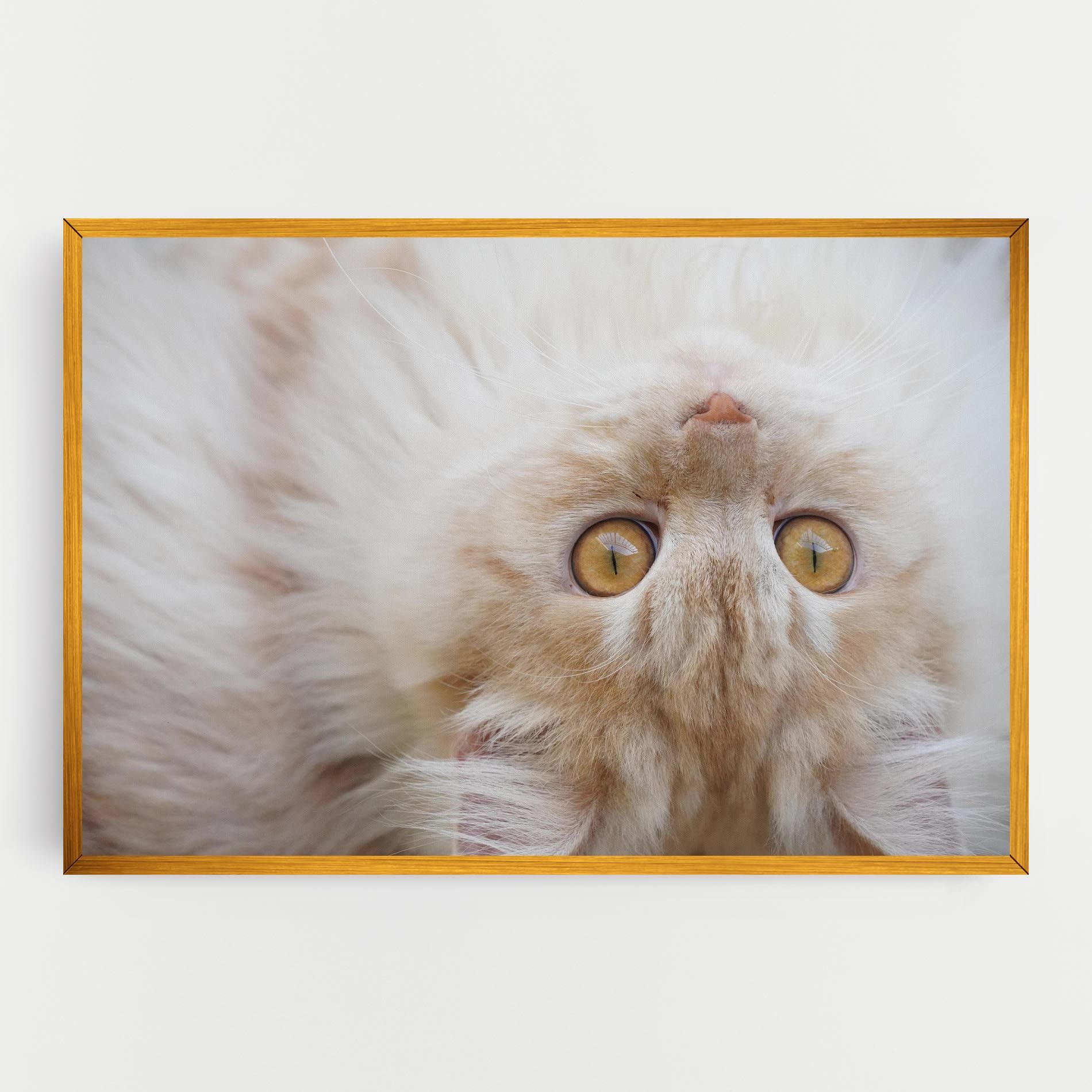 Close Up Yellow Eyes Cat mockup 0