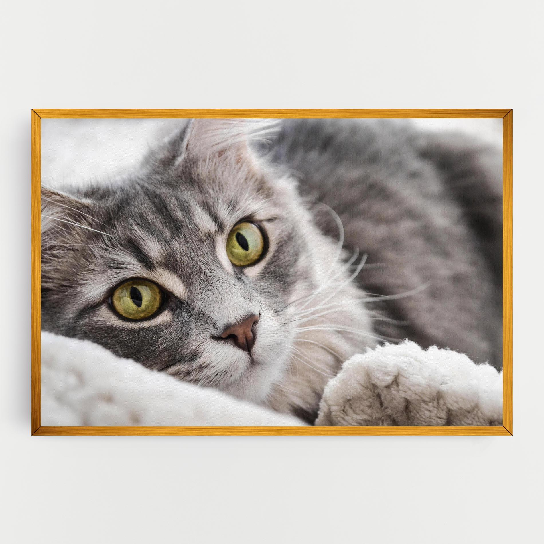 Leinwandbild Grey Fluffy Cat mockup 0