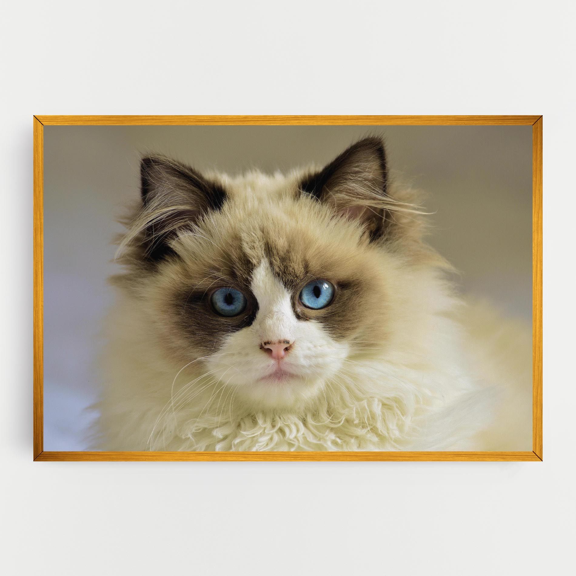 Interesting Blue Eyes Cat mockup 0
