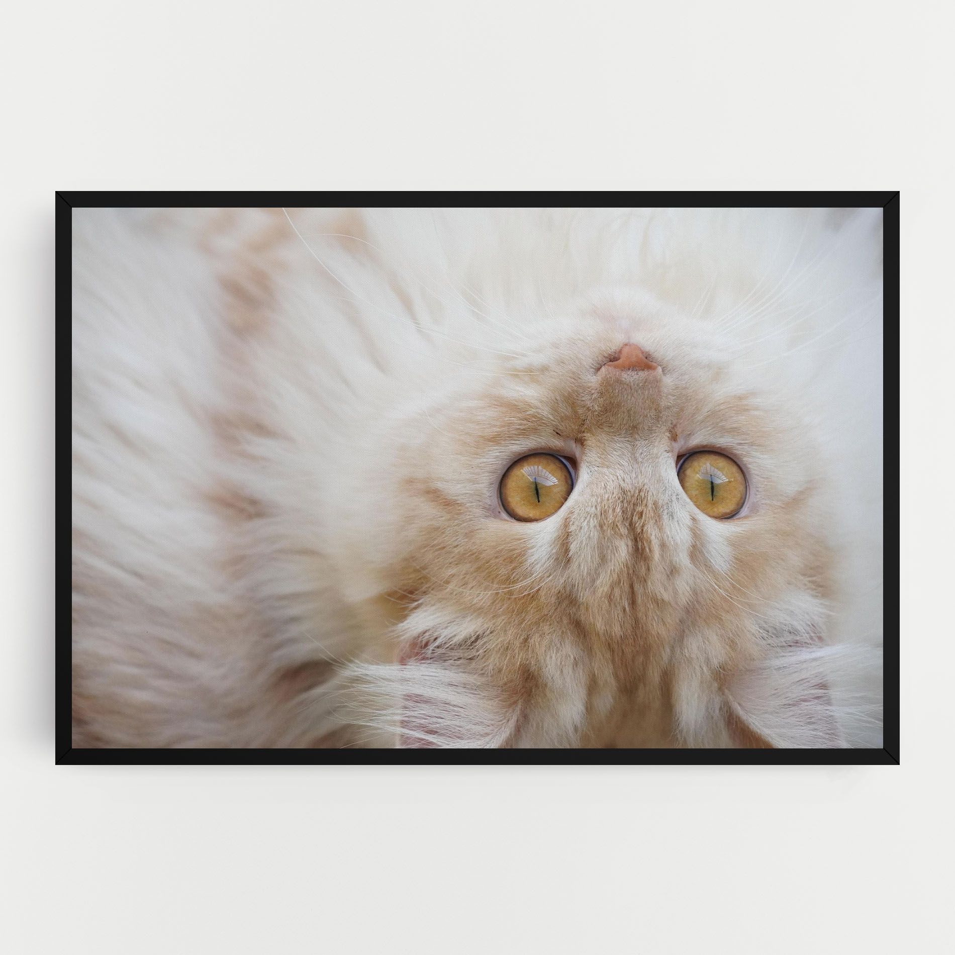 Close Up Yellow Eyes Cat mockup 0