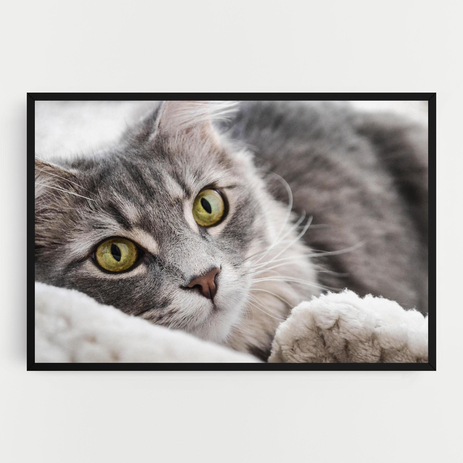 Leinwandbild Grey Fluffy Cat mockup 0