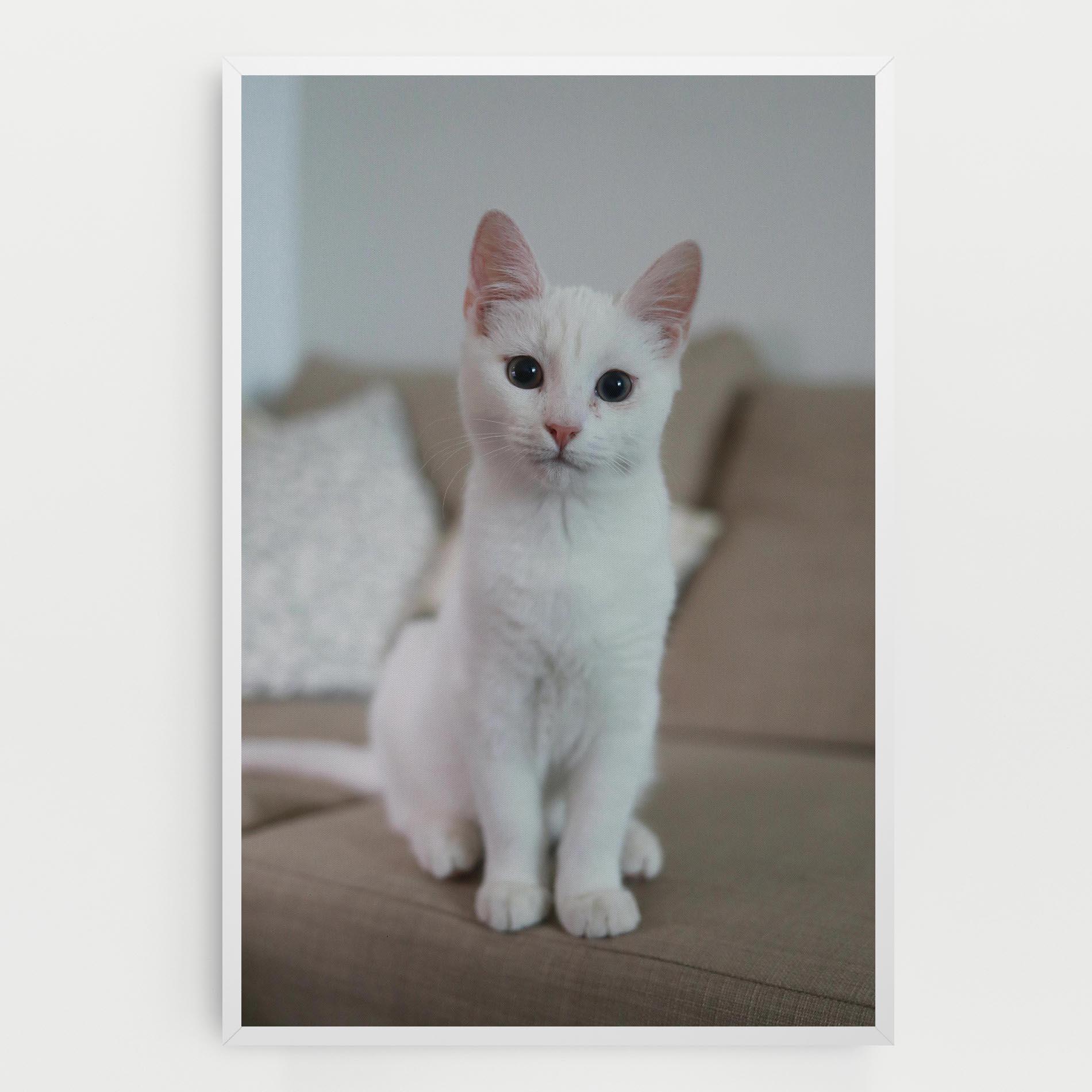Leinwandbild Beautiful White Cat mockup 0