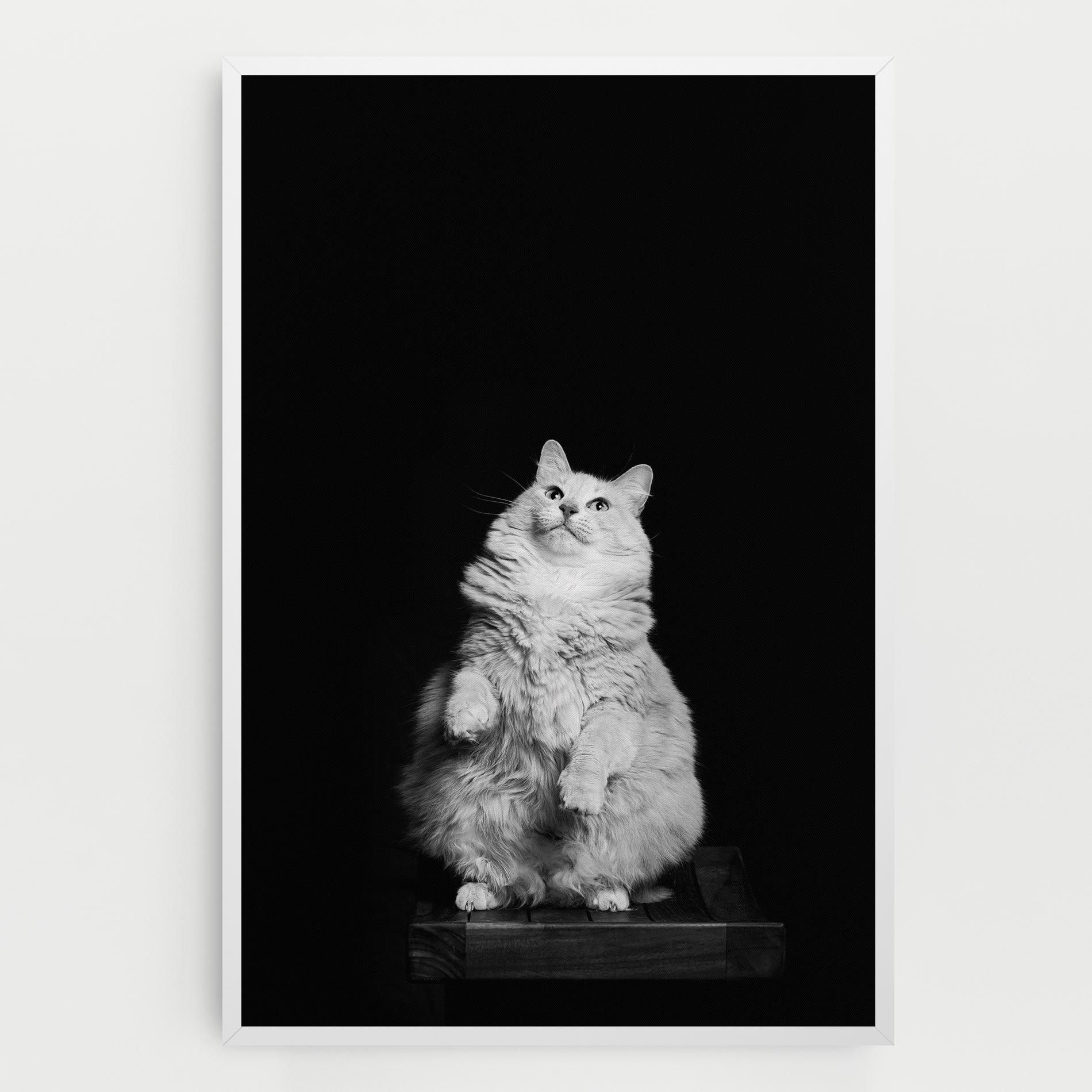 Big Fluffy Cat mockup 0