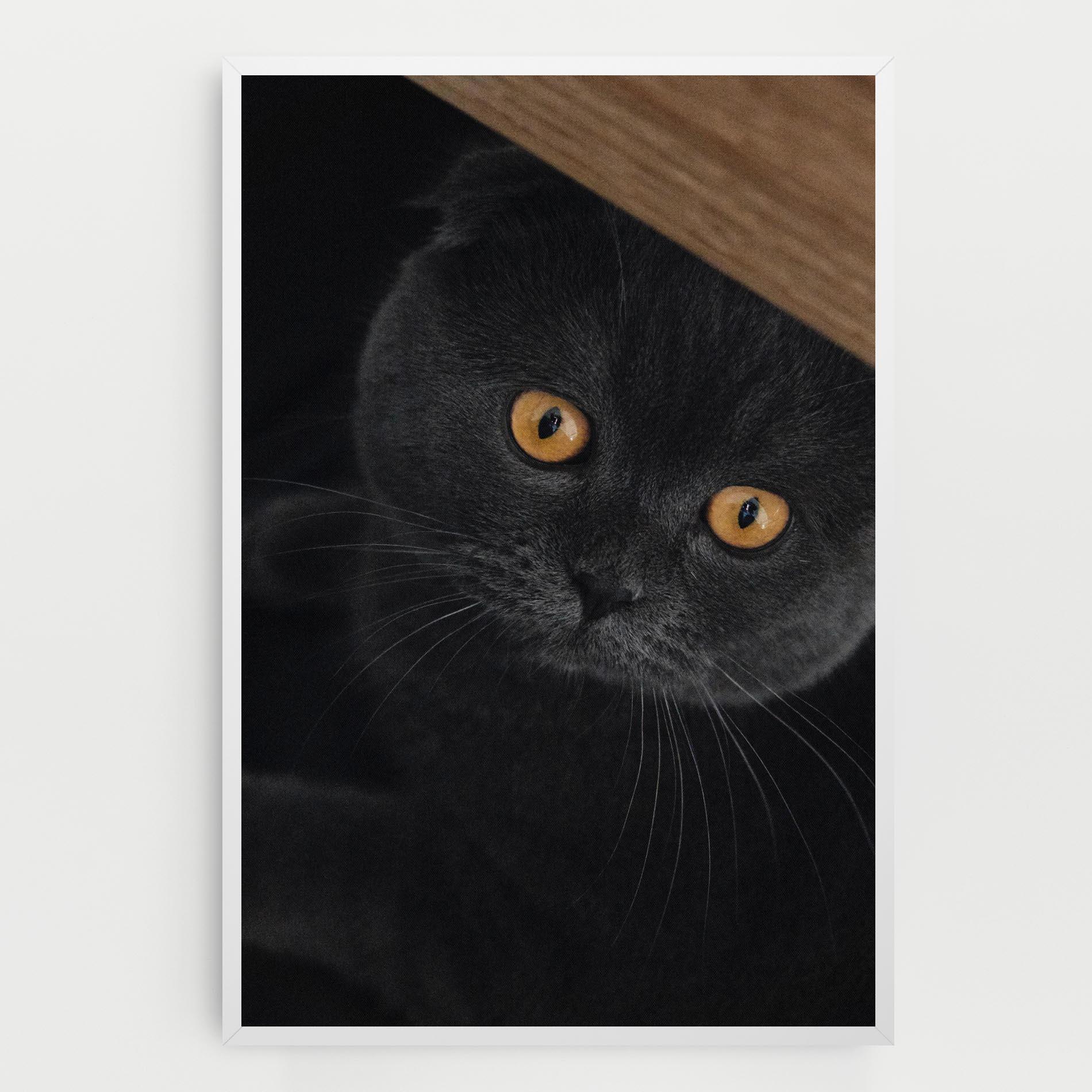 Leinwandbild Grey Cat With Orange Eyes mockup 0