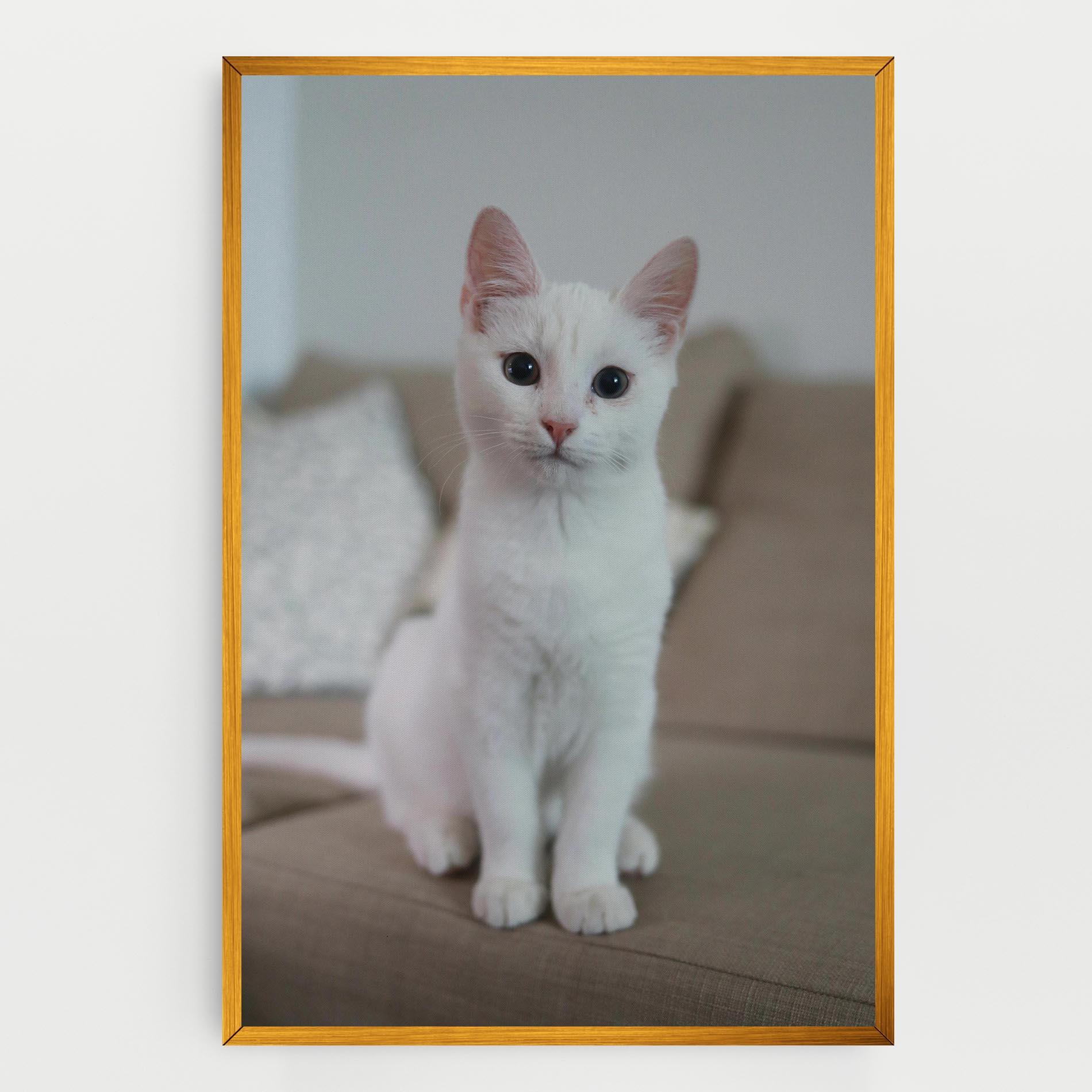 Leinwandbild Beautiful White Cat mockup 0