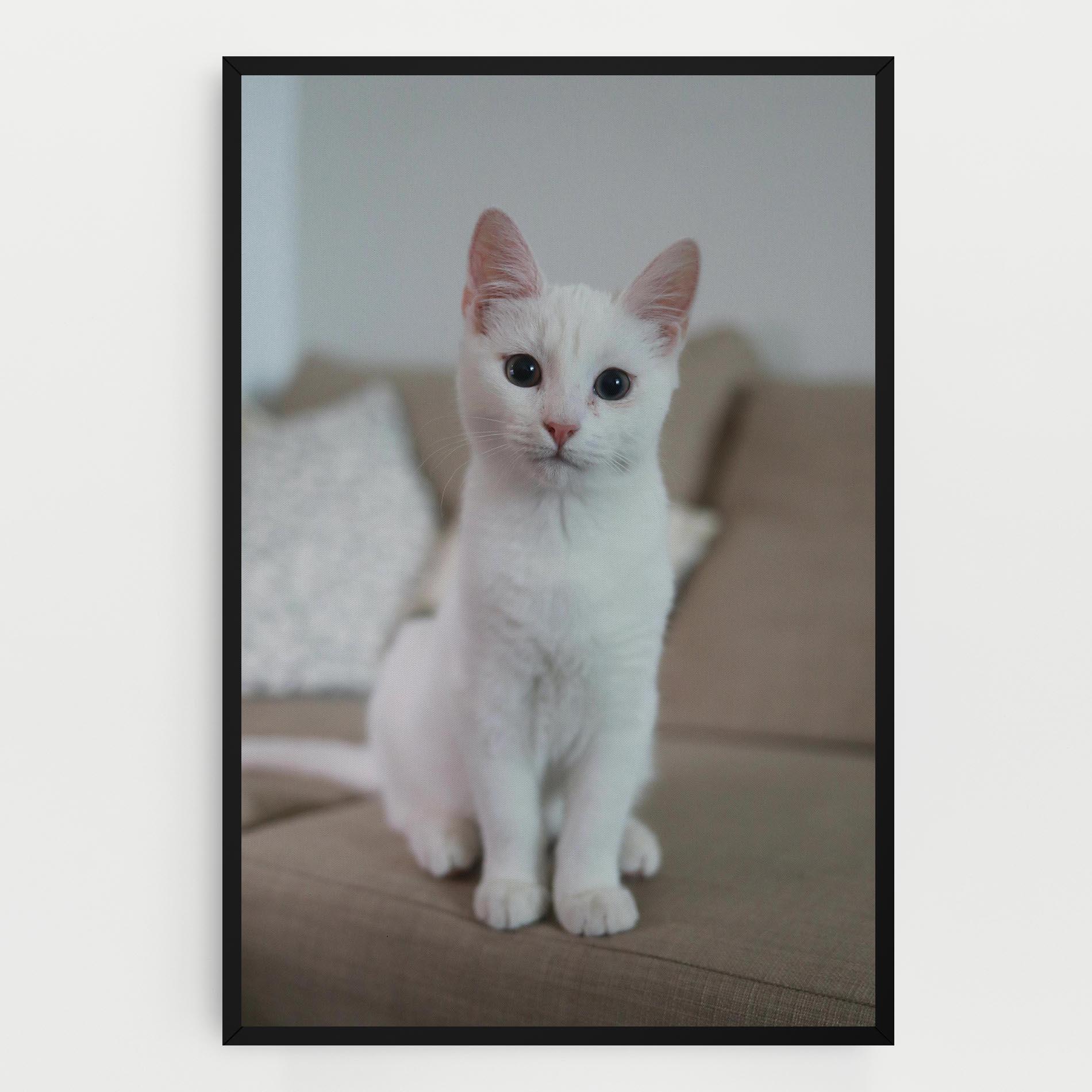 Leinwandbild Beautiful White Cat mockup 0
