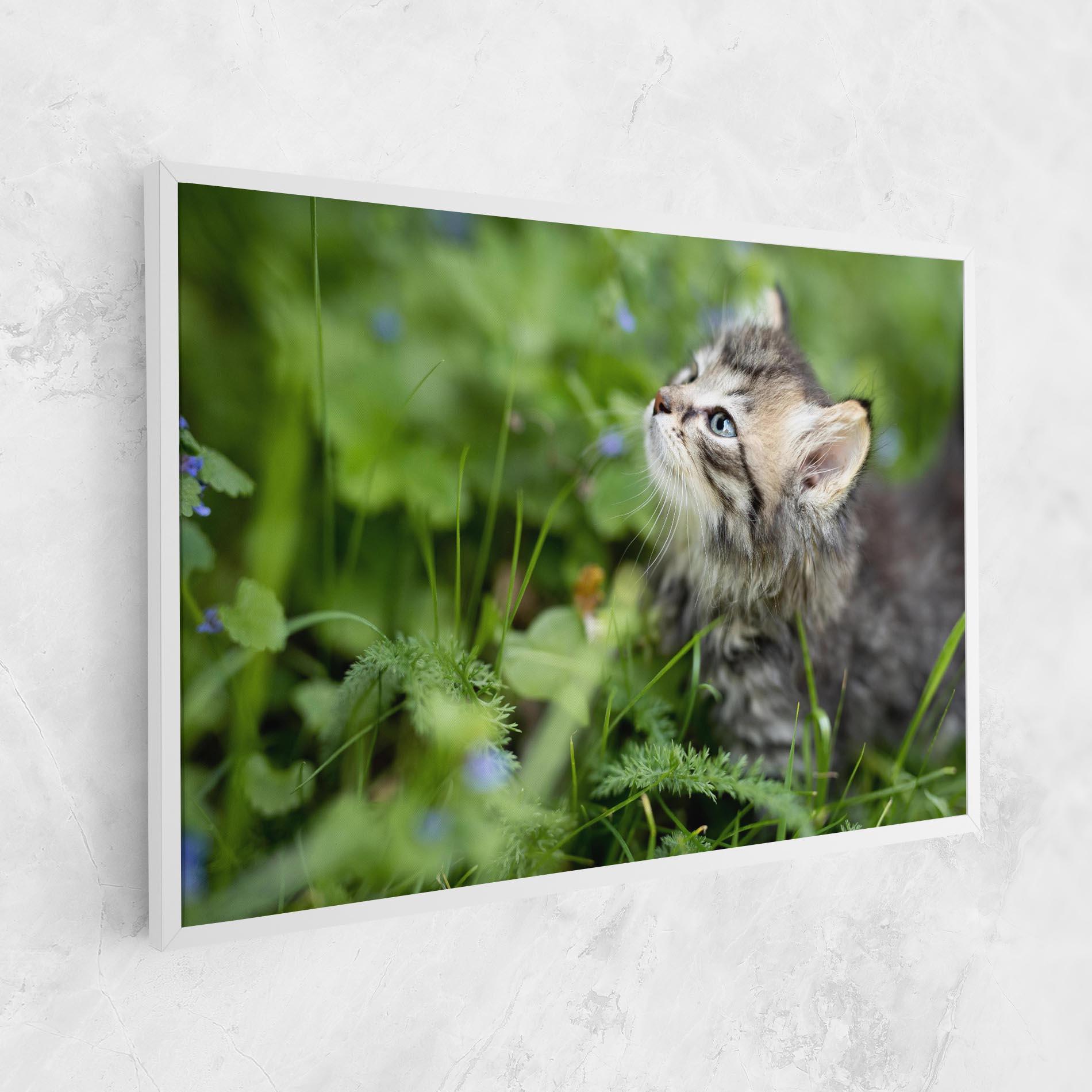Leinwandbild Brown Baby Cat mockup 1