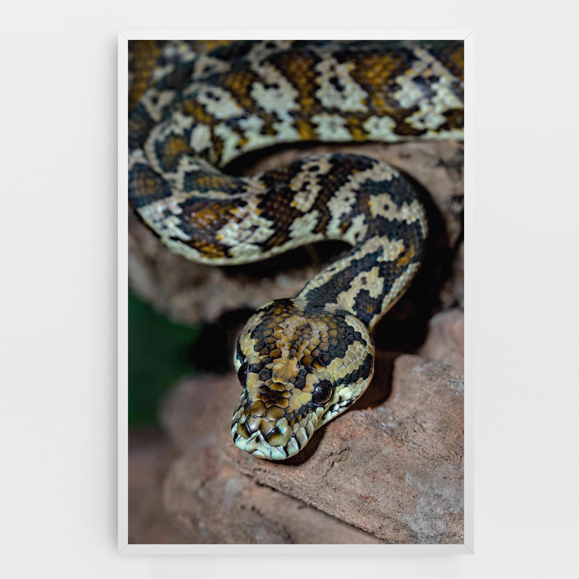 Leinwandbild King Snake mockup 0
