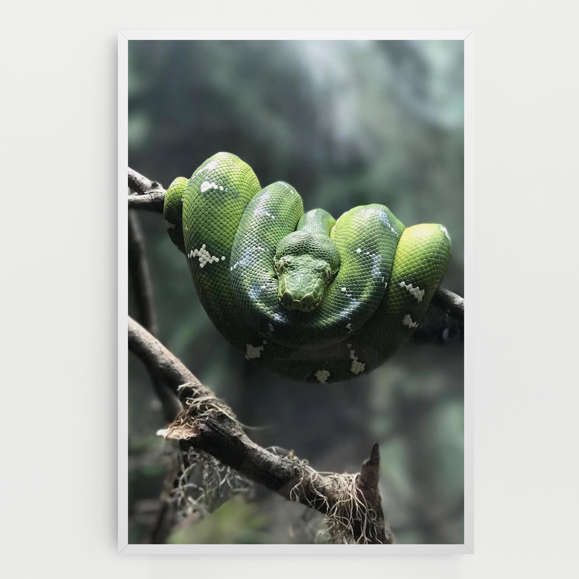 Leinwandbild Sleepy Snake mockup 0