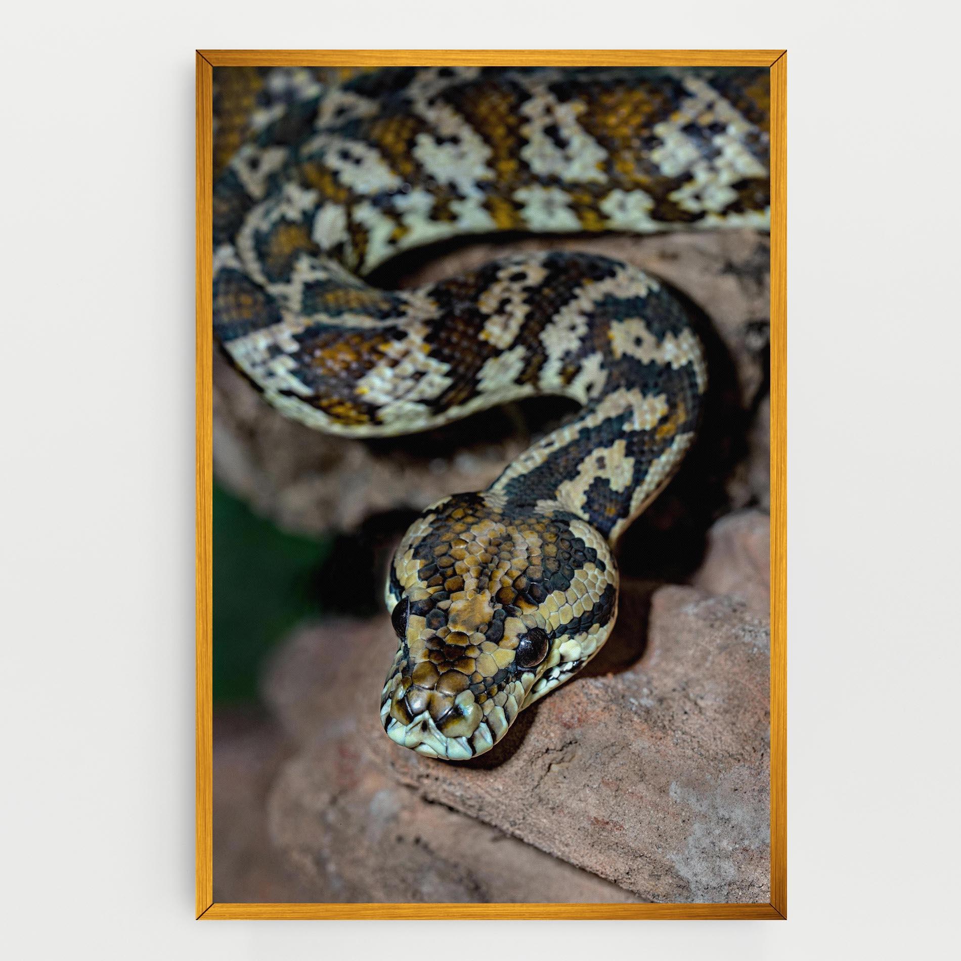 Leinwandbild King Snake mockup 0