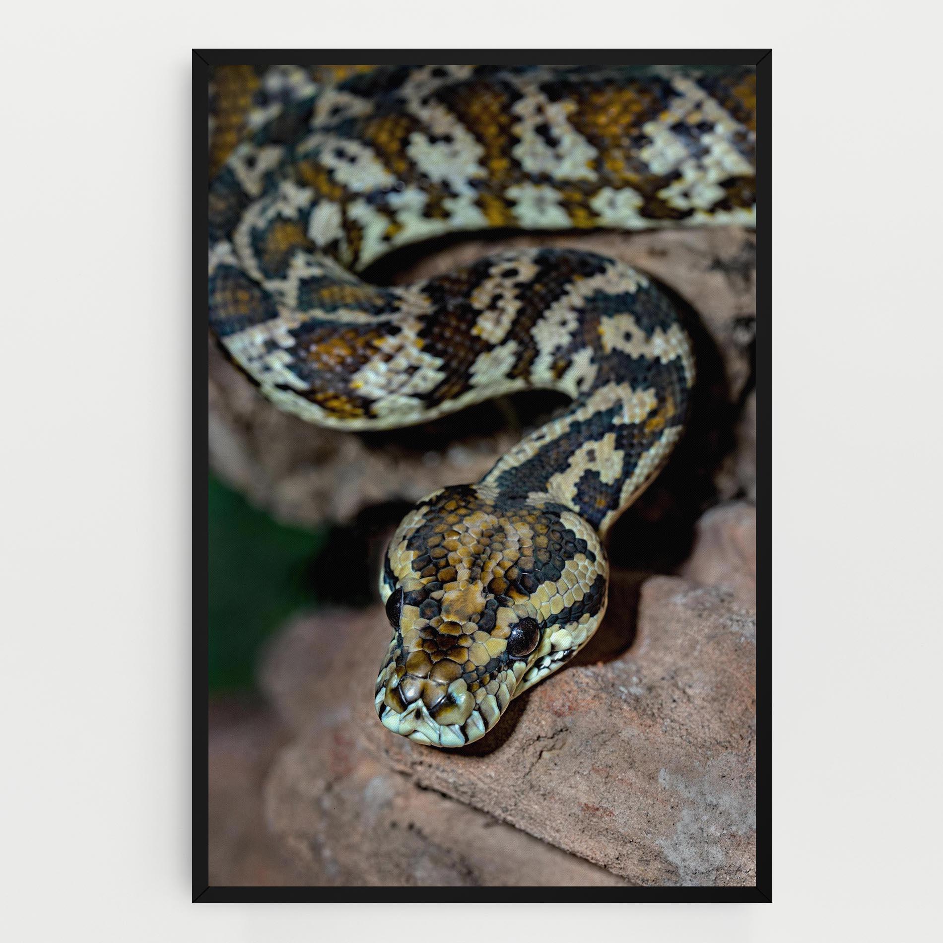 Leinwandbild King Snake mockup 0