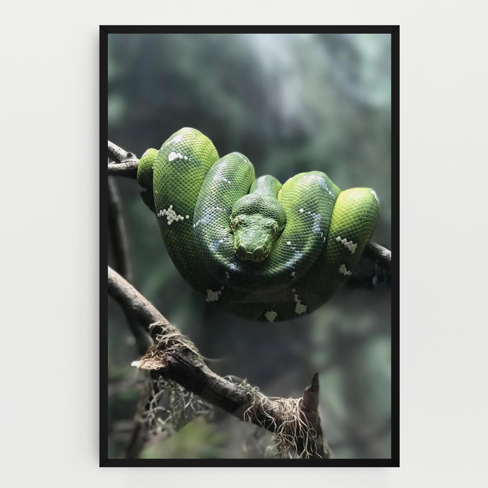 Leinwandbild Sleepy Snake mockup 0