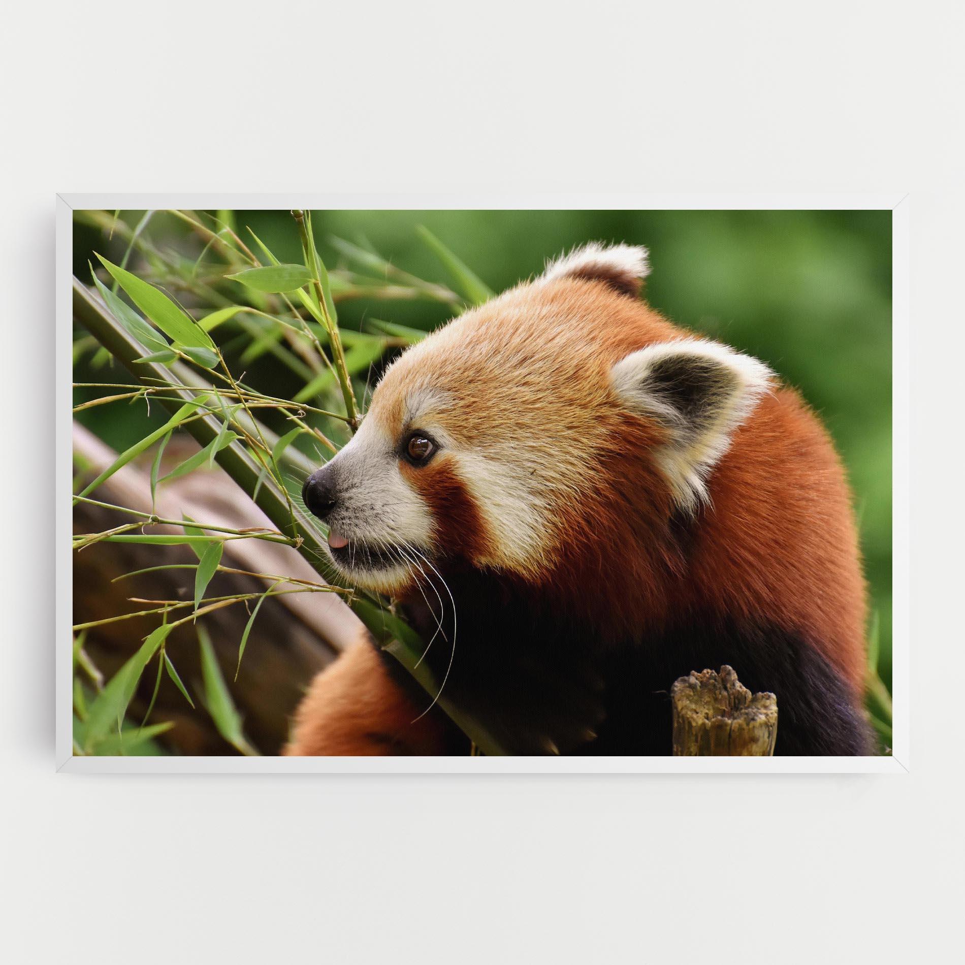 Leinwandbild Cute Red Panda mockup 0