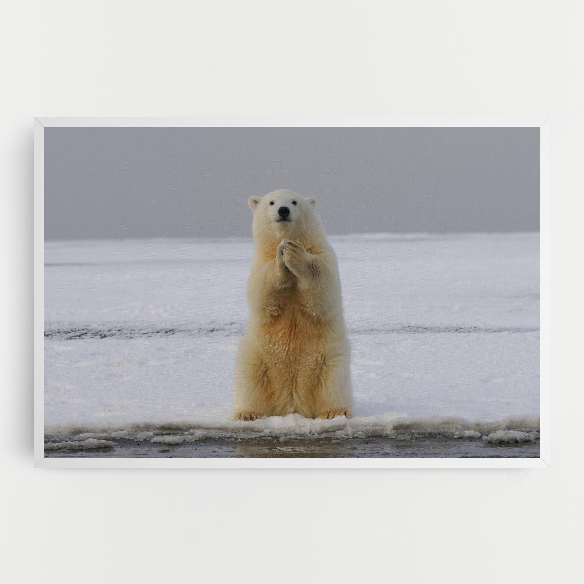 Leinwandbild Icebear Praying mockup 0