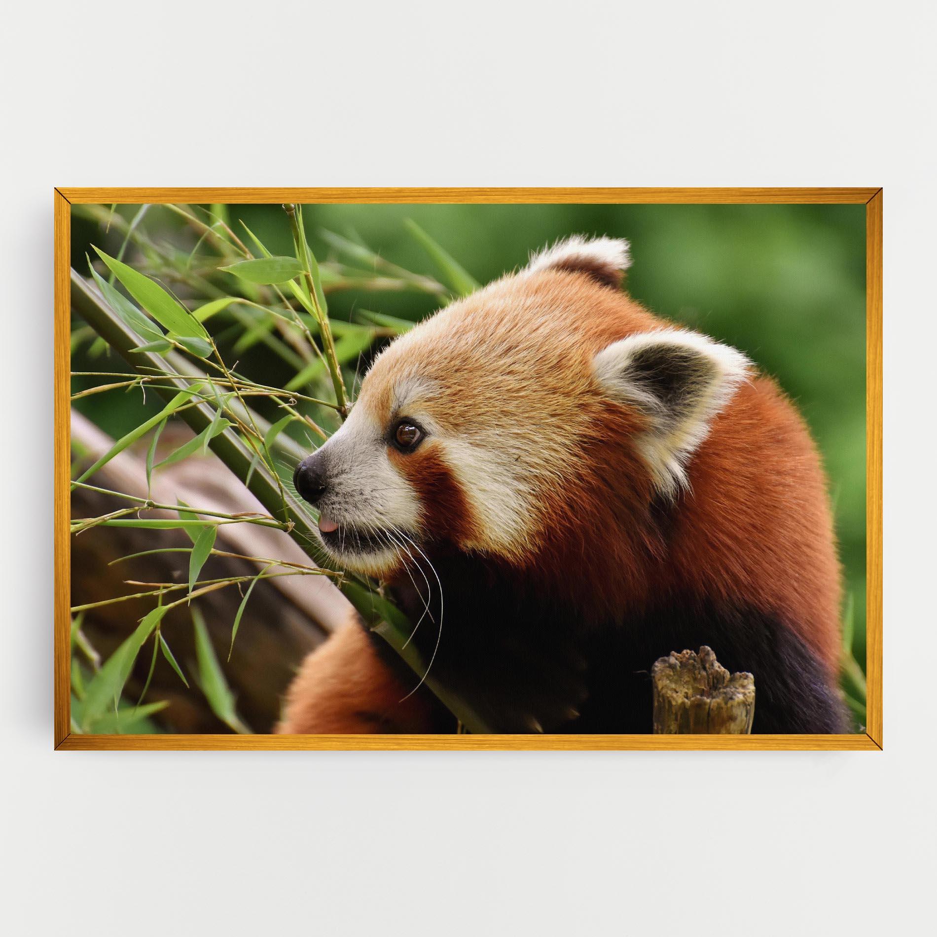 Leinwandbild Cute Red Panda mockup 0