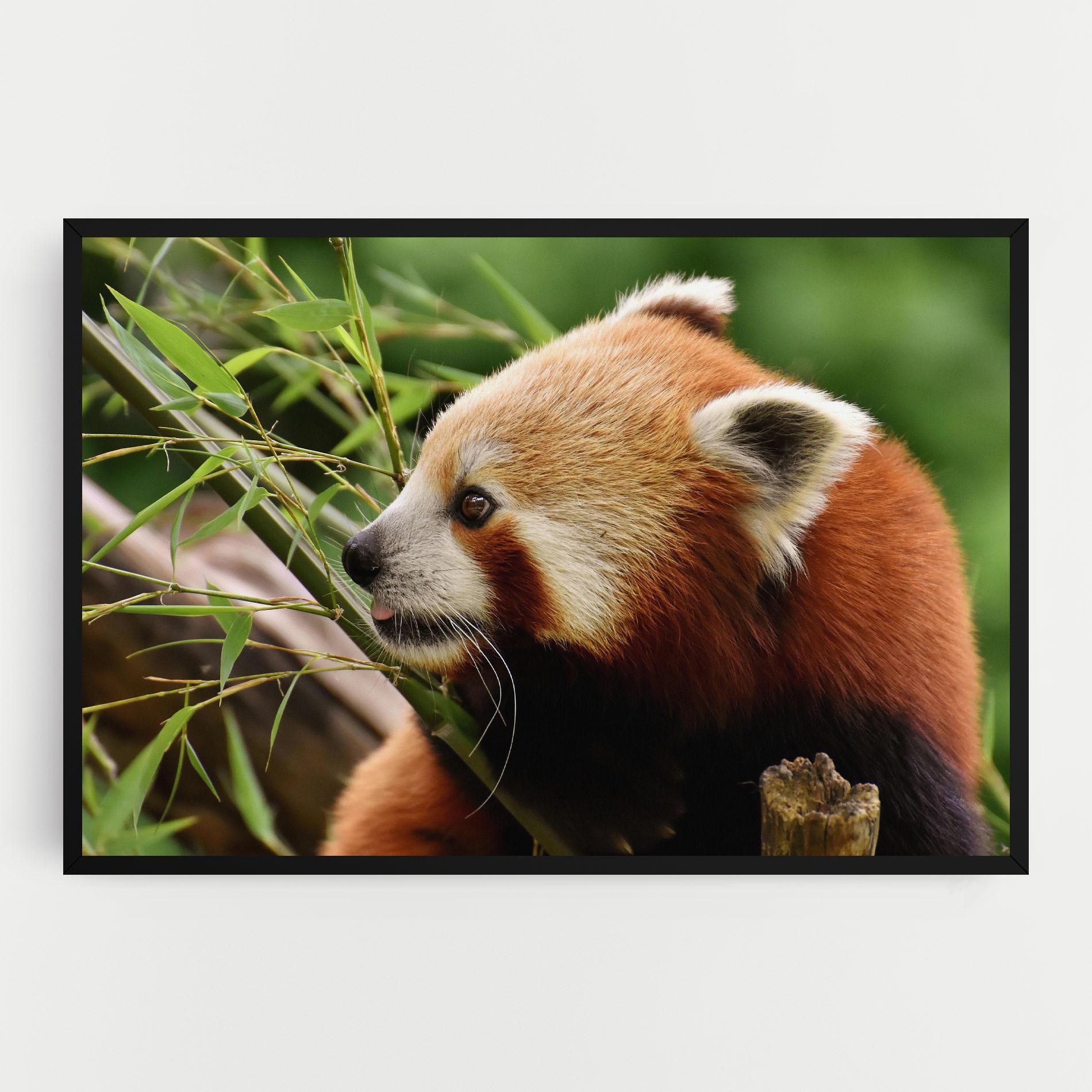 Leinwandbild Cute Red Panda mockup 0