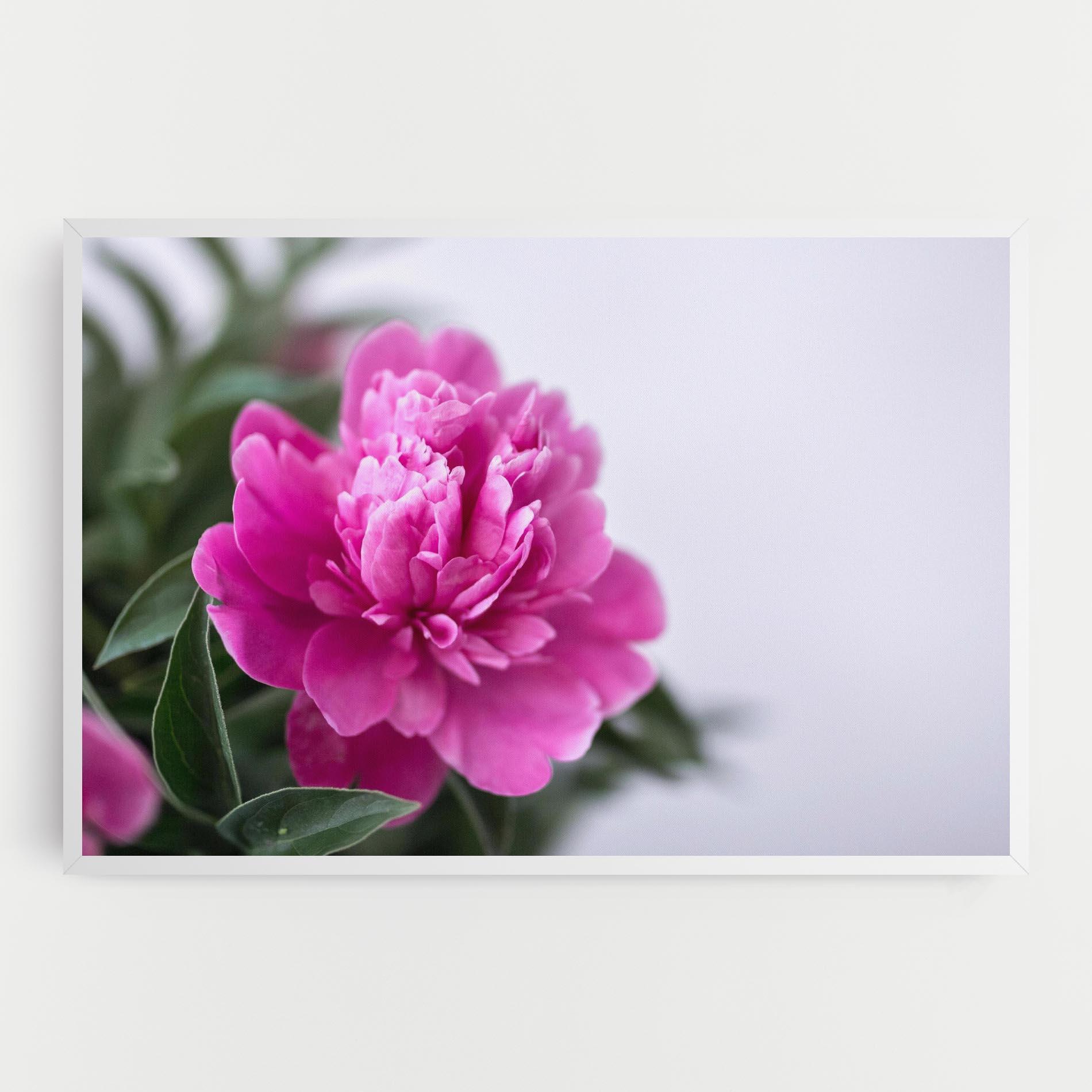 Leinwandbild Dark Pink Peony mockup 0