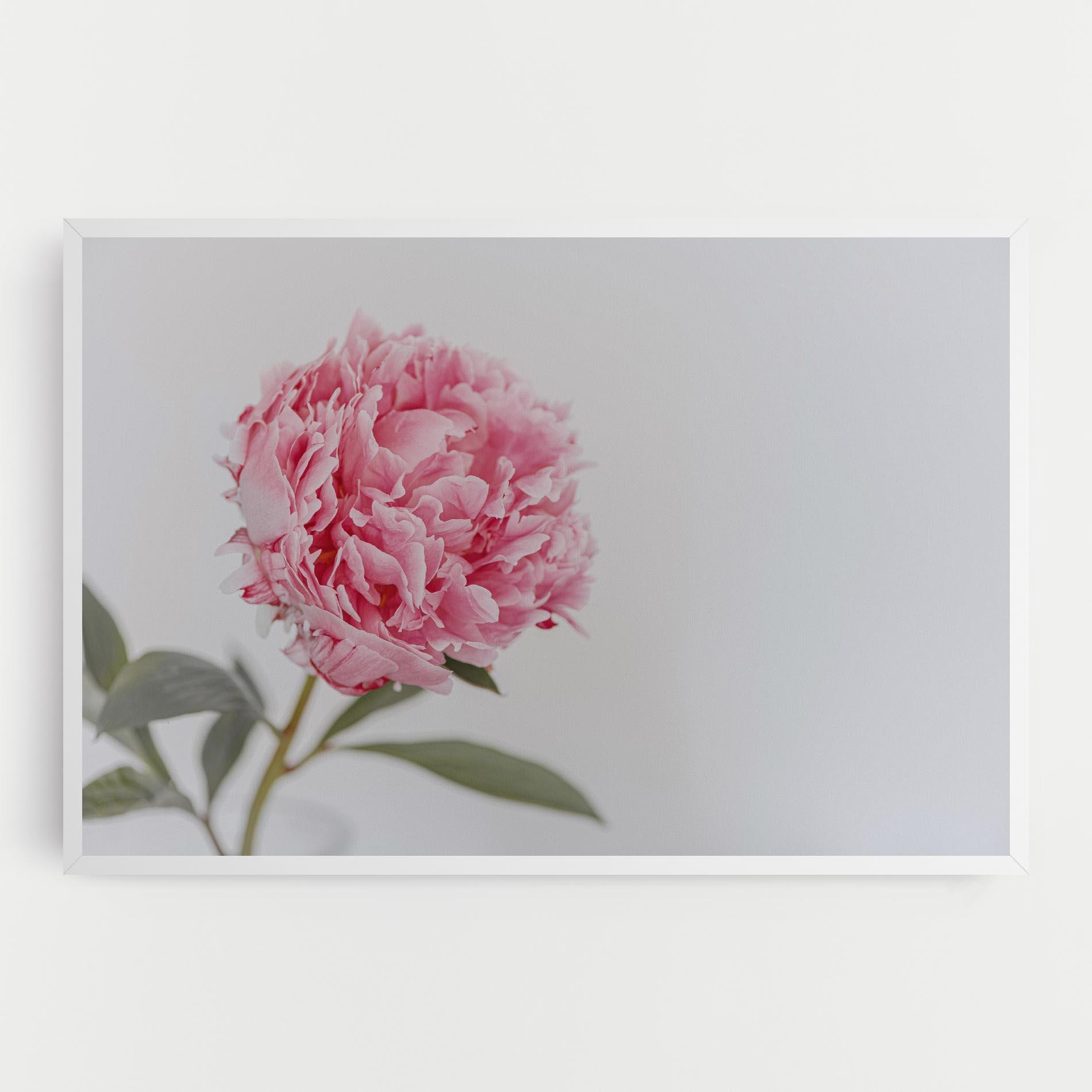 Leinwandbild One Peony mockup 0