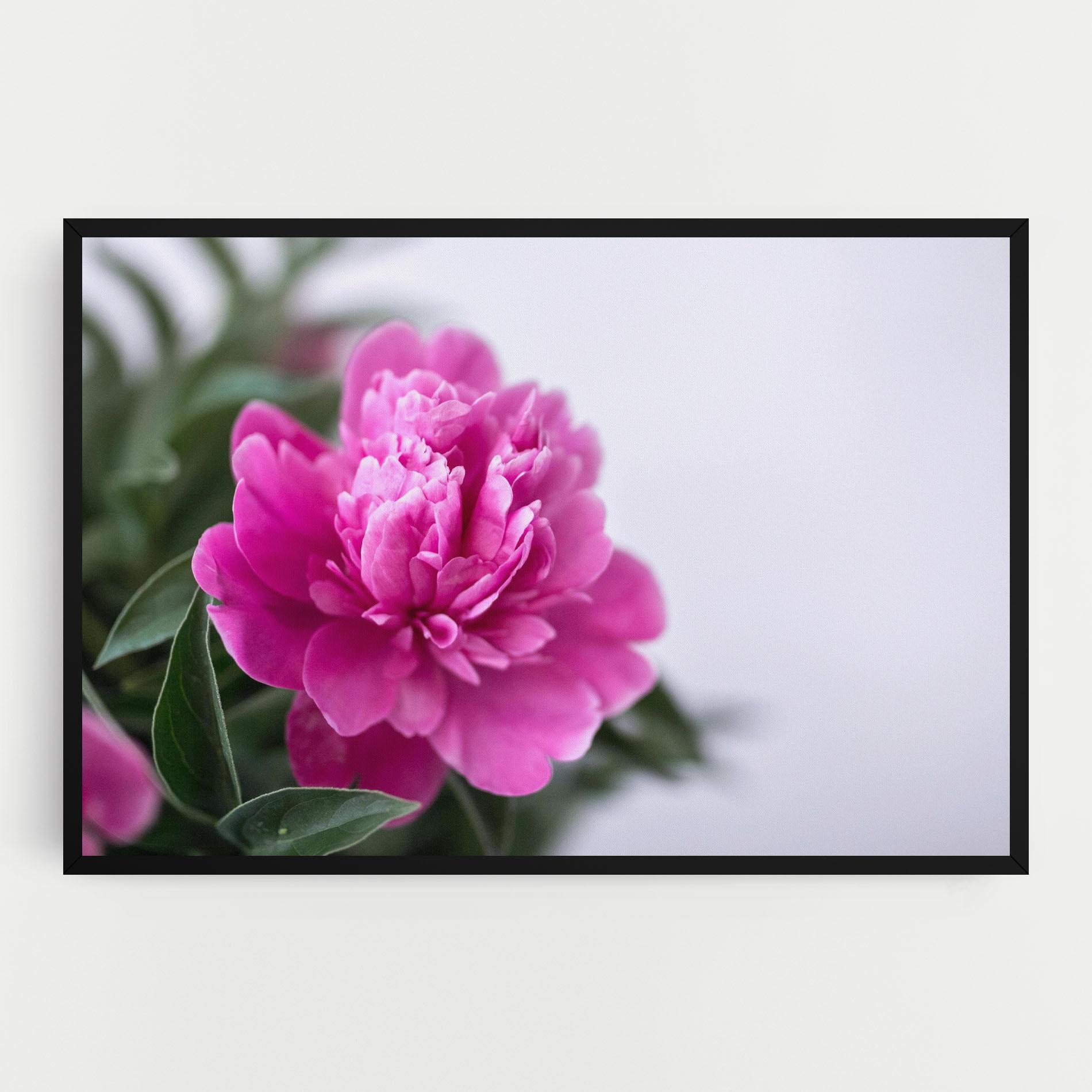 Leinwandbild Dark Pink Peony mockup 0