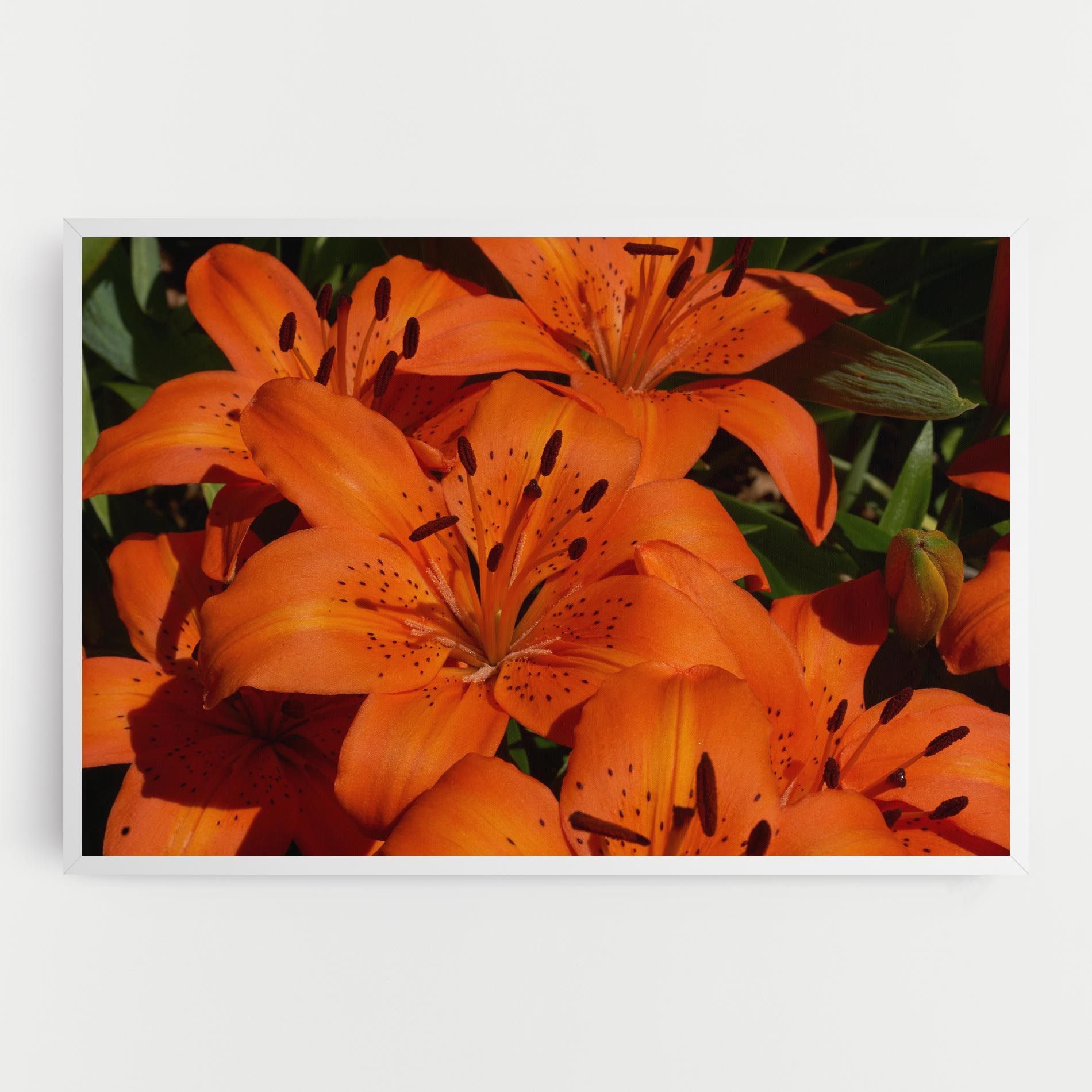 Orange Lily In The Sun mockup 0