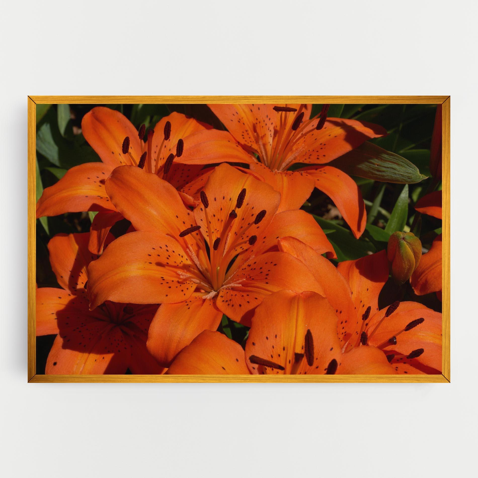 Leinwandbild Orange Lily In The Sun mockup 0