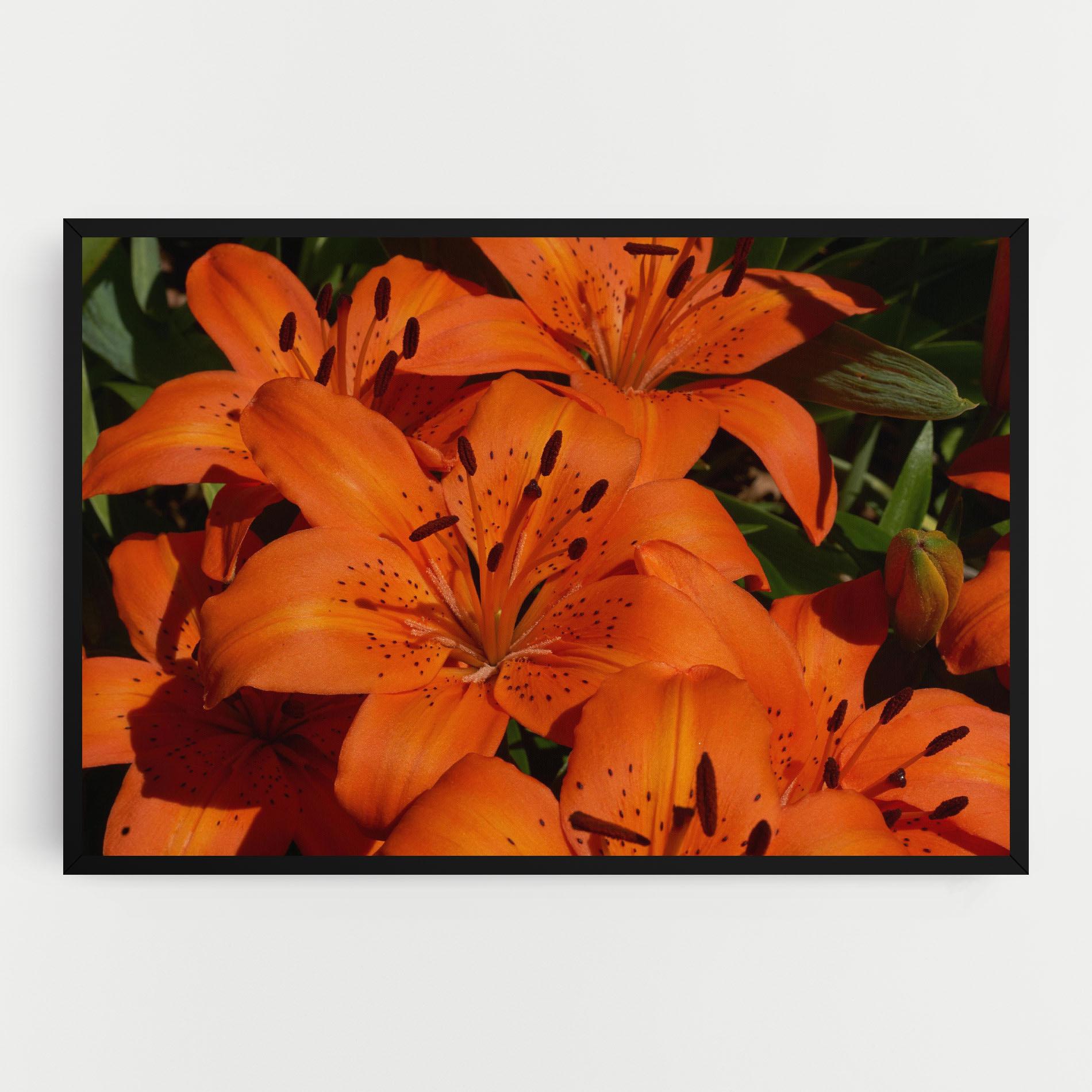 Leinwandbild Orange Lily In The Sun mockup 0