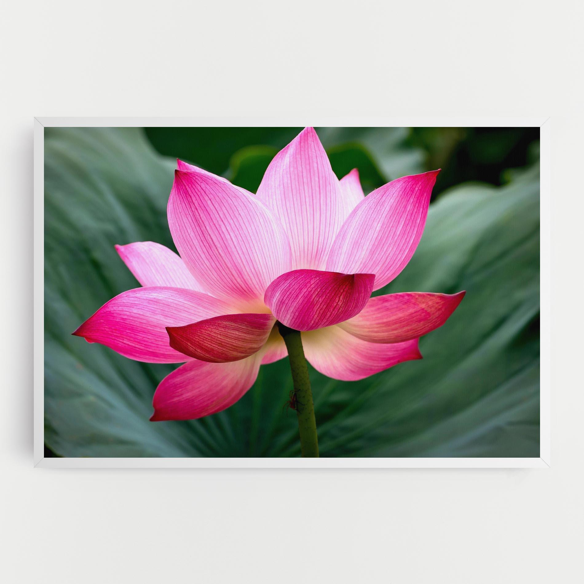 Leinwandbild Beautiful Pink Exotic mockup 0