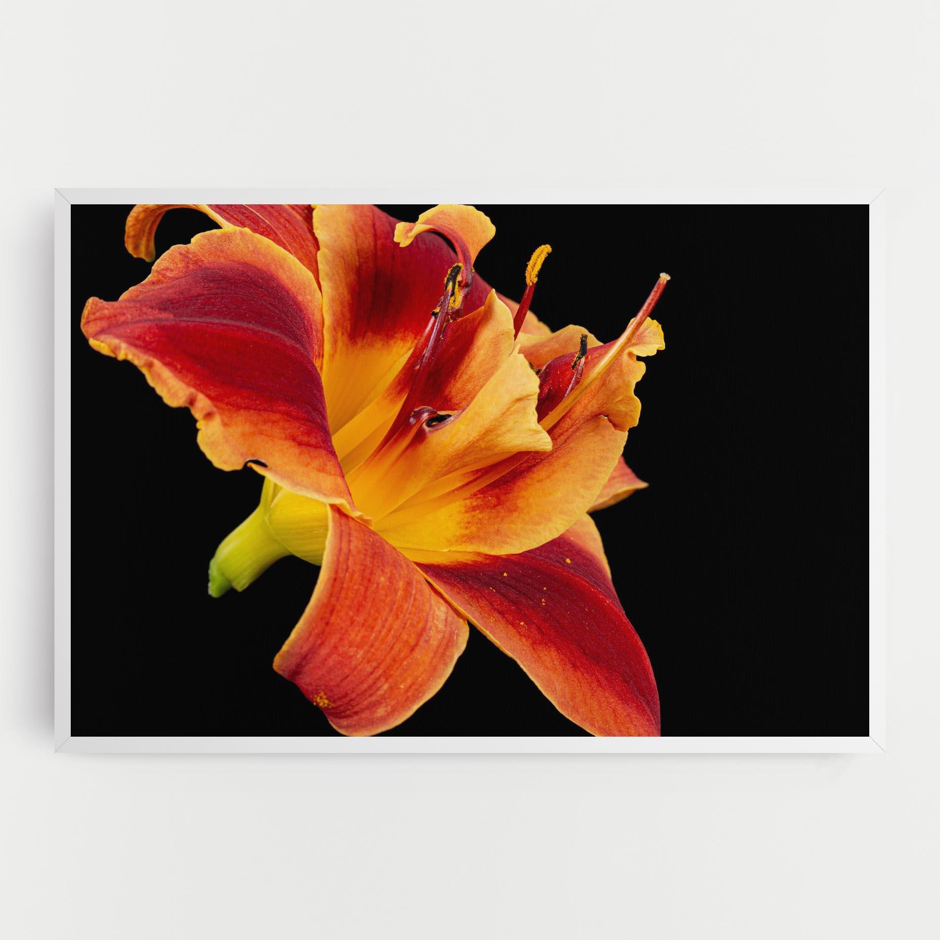 Leinwandbild Exotic Orange Red mockup 0