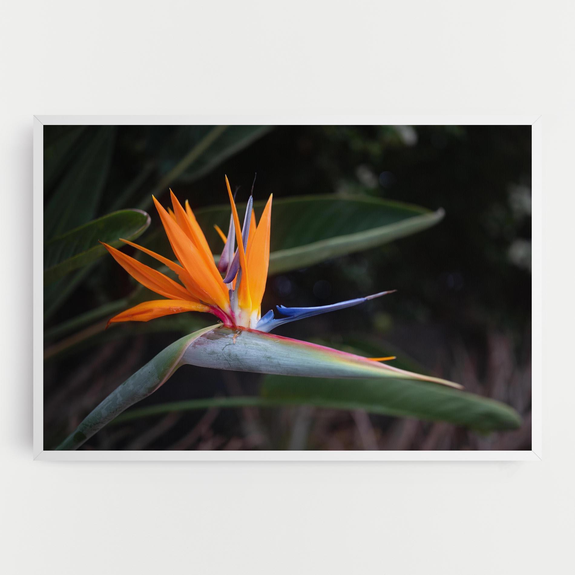 Leinwandbild Paradise Plant mockup 0