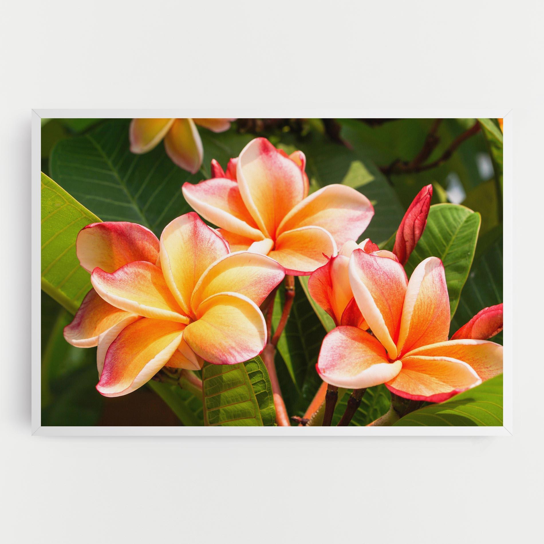 Leinwandbild Pretty Plumeria mockup 0