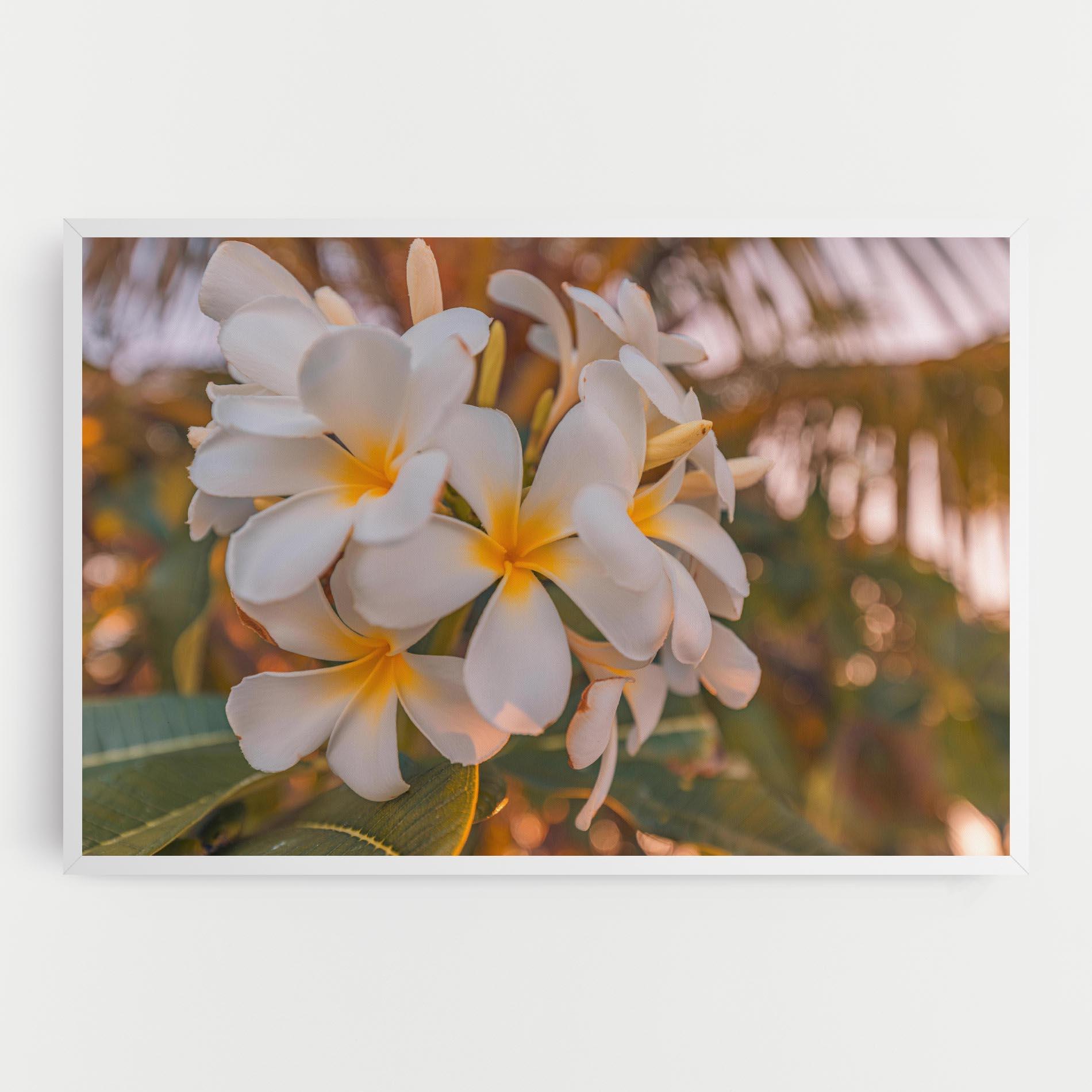 Leinwandbild White Plumeria mockup 0