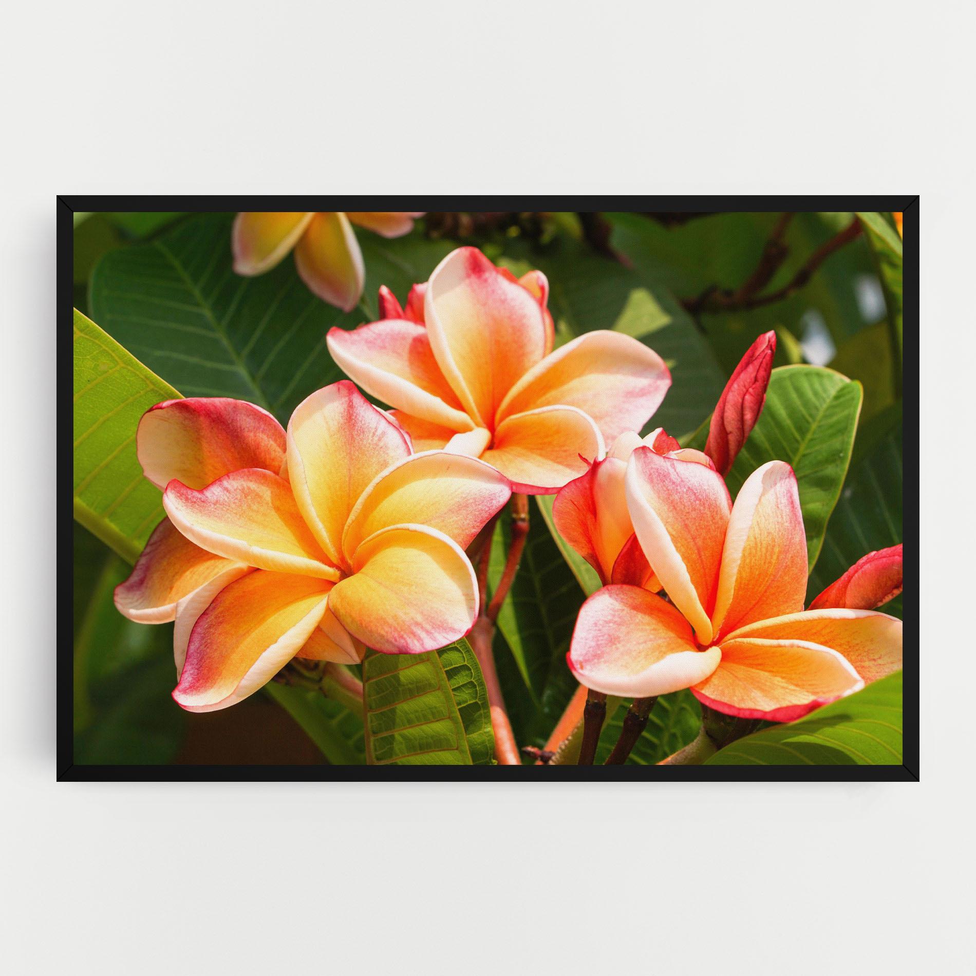 Leinwandbild Pretty Plumeria mockup 0