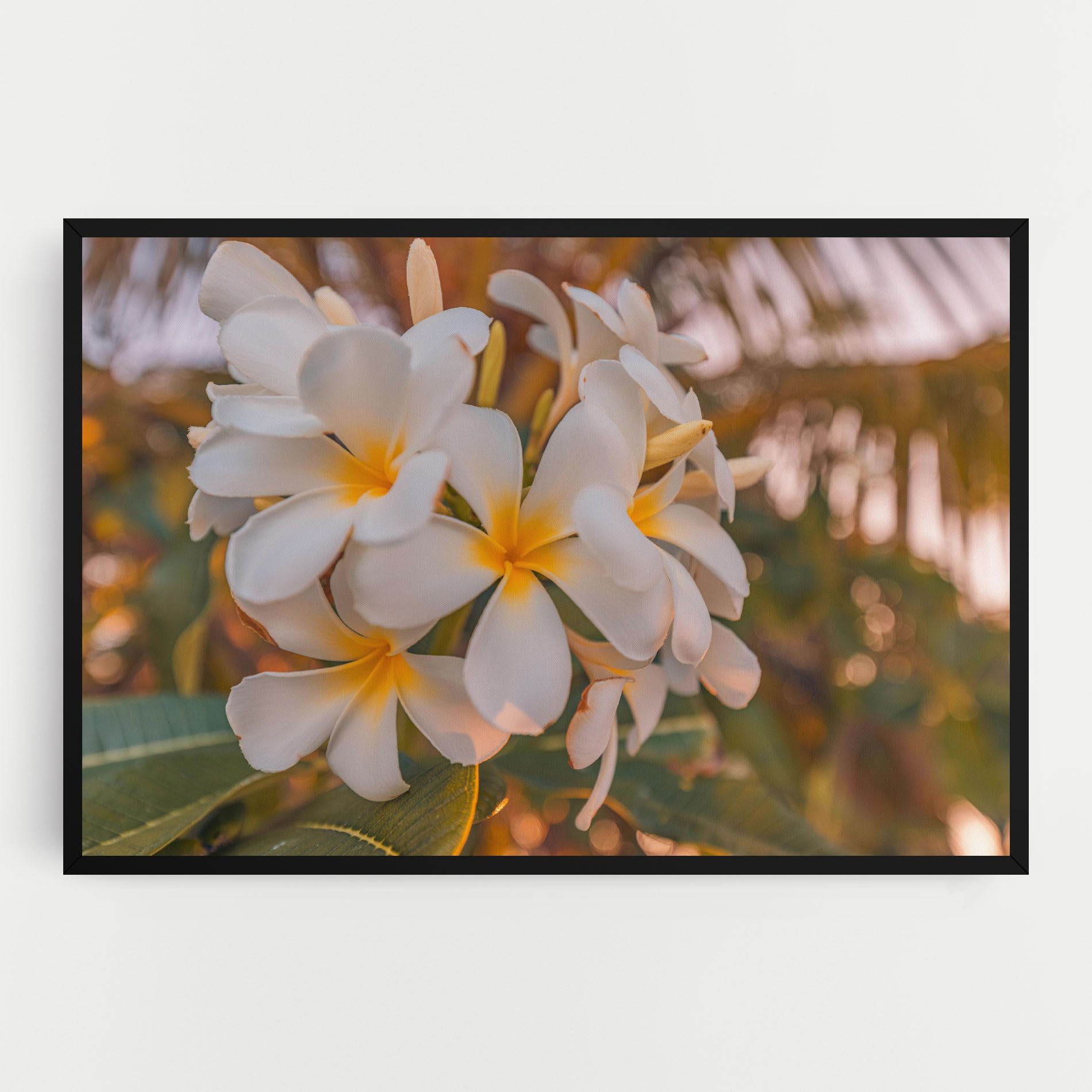 White Plumeria mockup 0