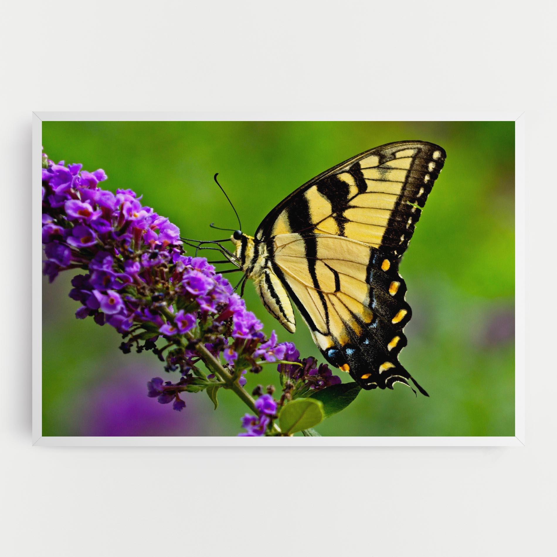 Leinwandbild Cream Wild Butterfly mockup 0