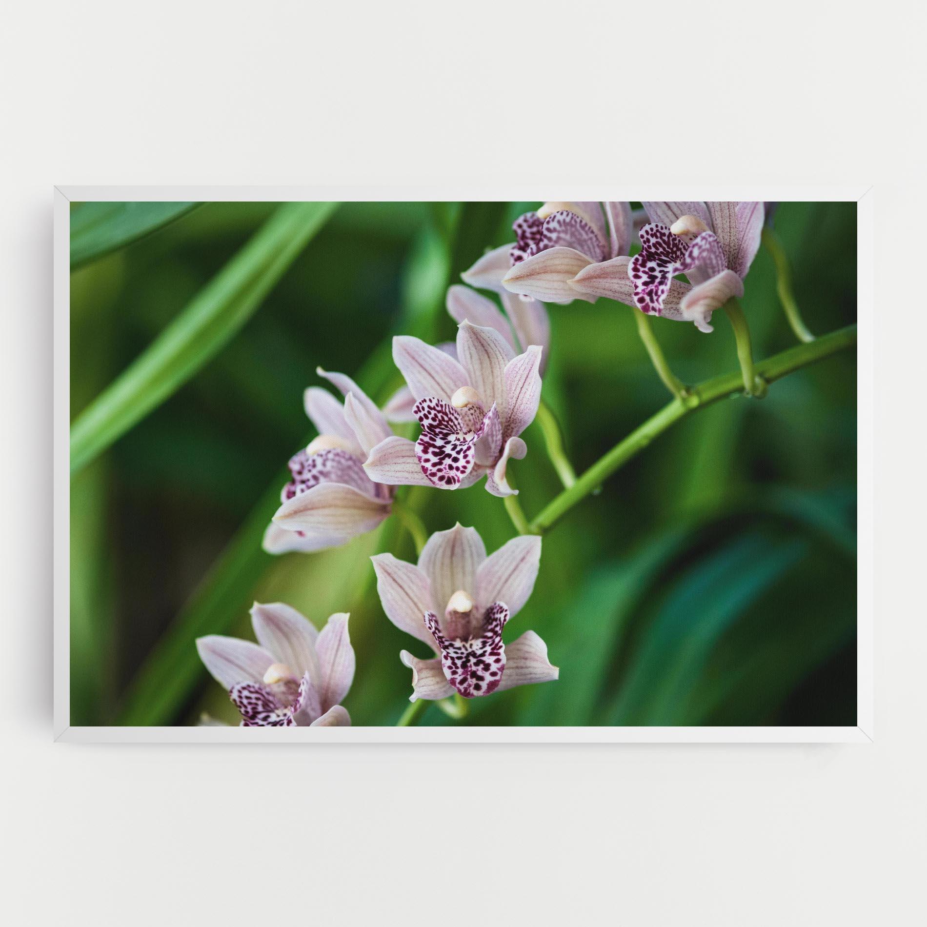 Leinwandbild Cymbidium Orchid mockup 0