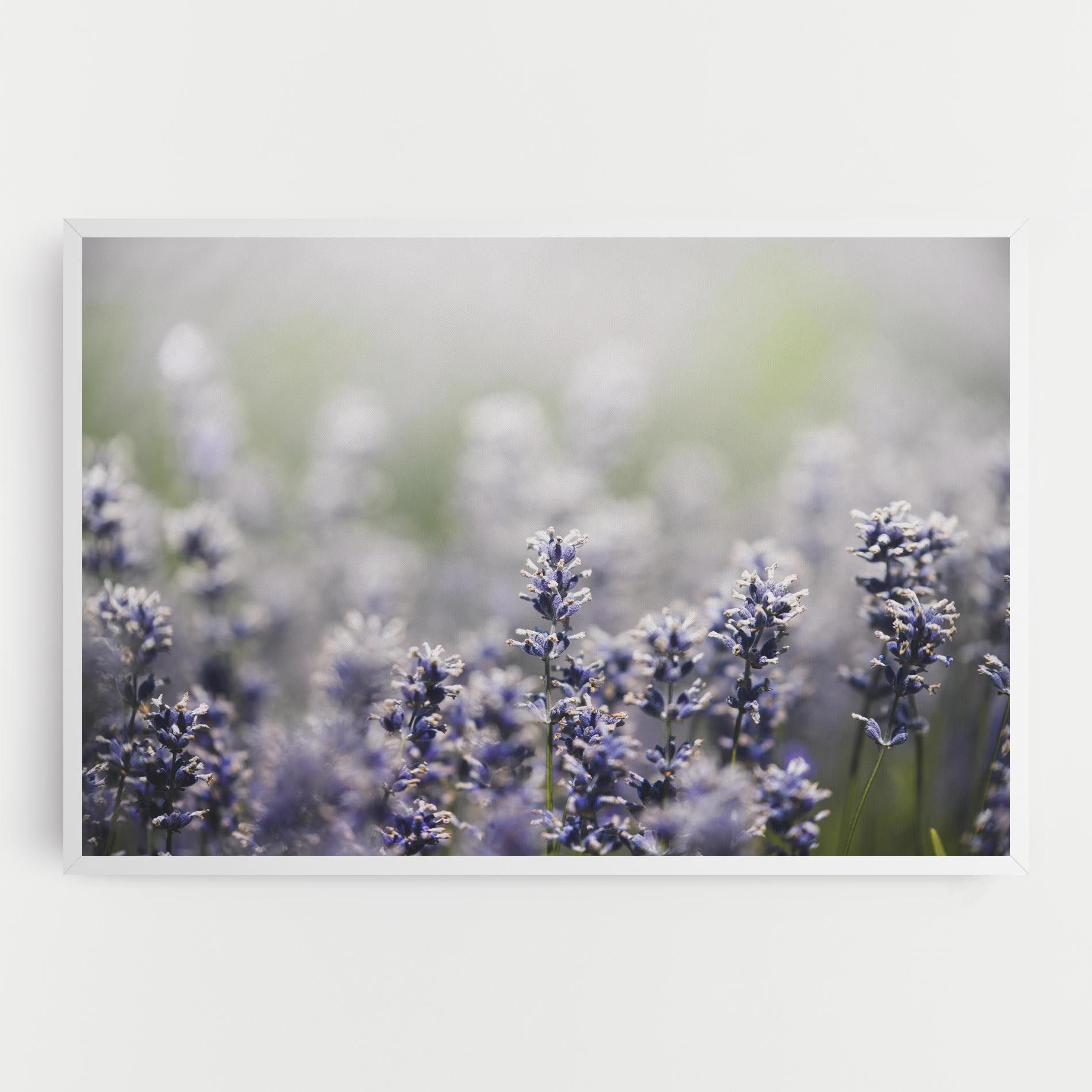 White Purple Wild mockup 0