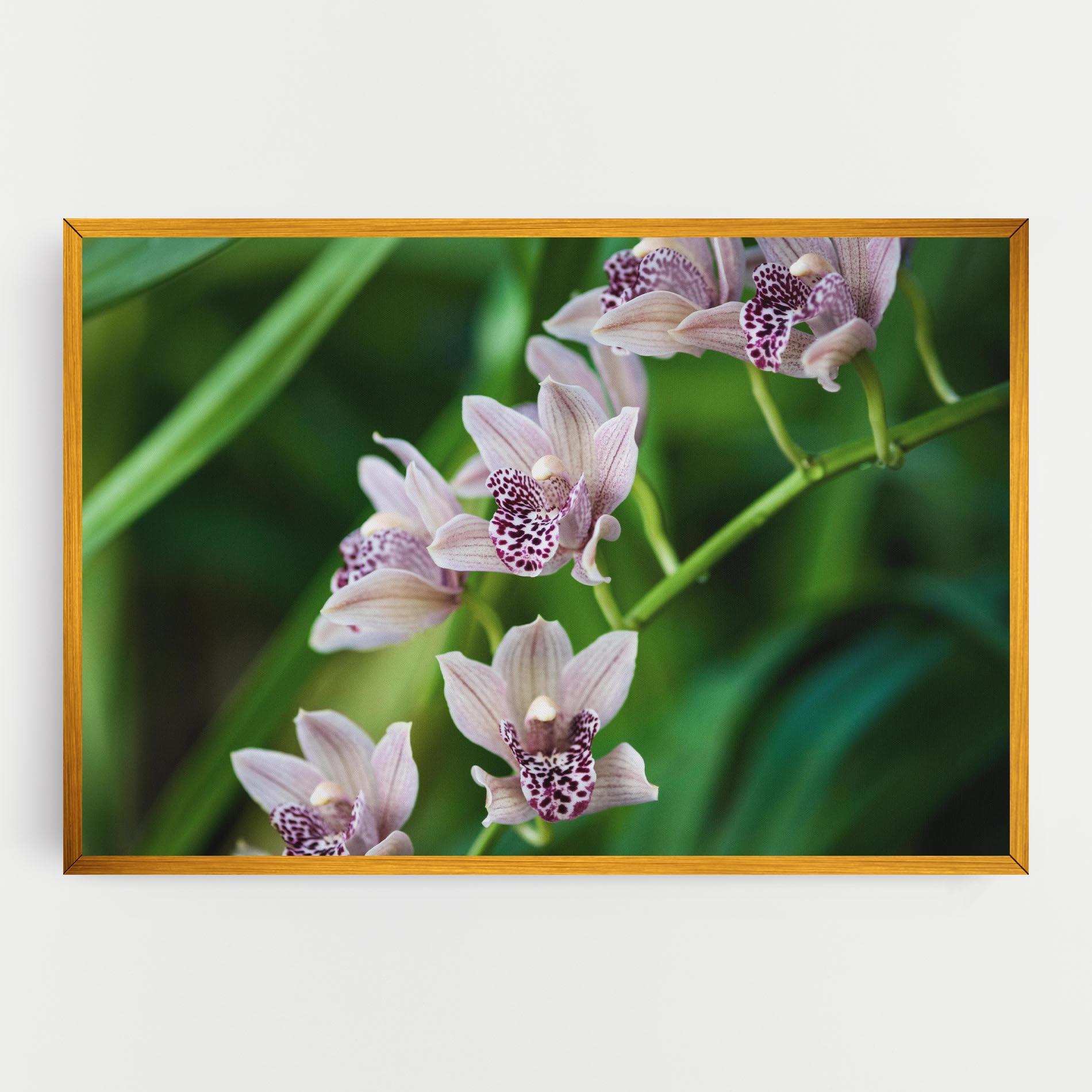 Leinwandbild Cymbidium Orchid mockup 0