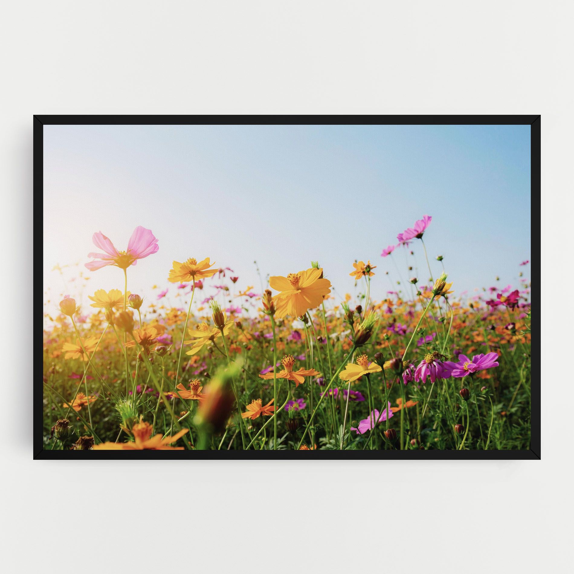 Cosmos Field Sunset mockup 0