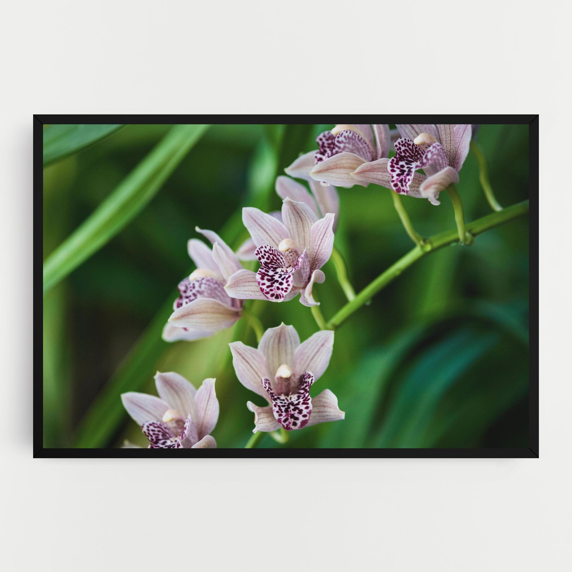 Cymbidium Orchid mockup 0